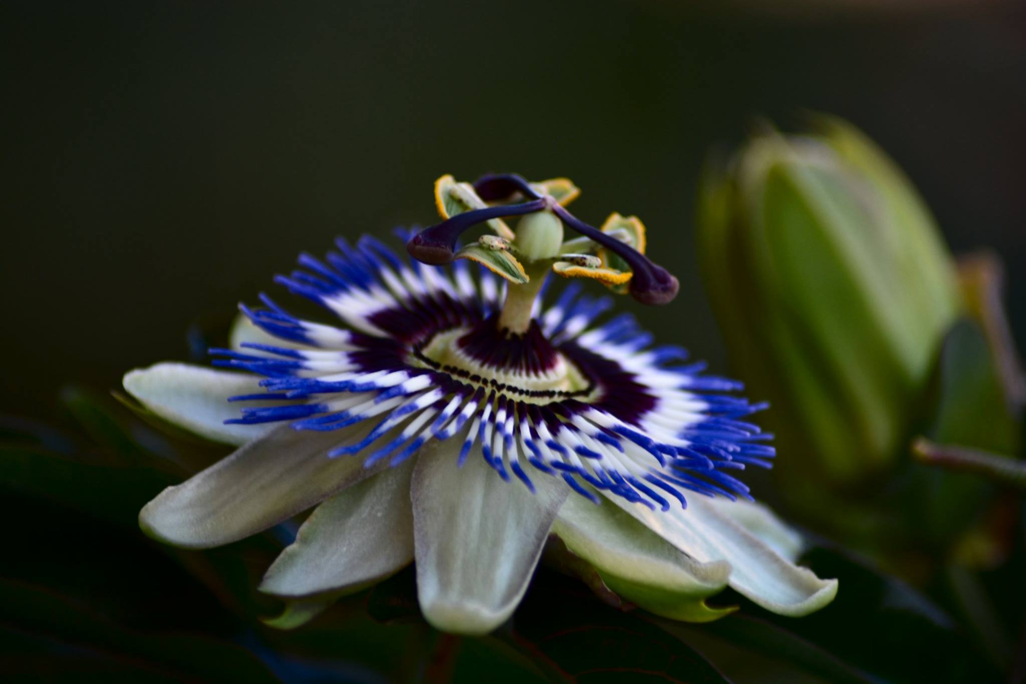 passiflora