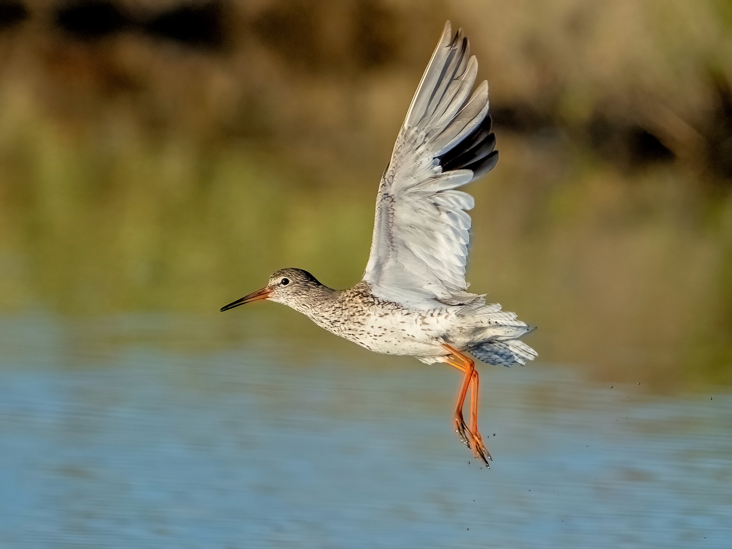 Redshank (Tringa totanus)