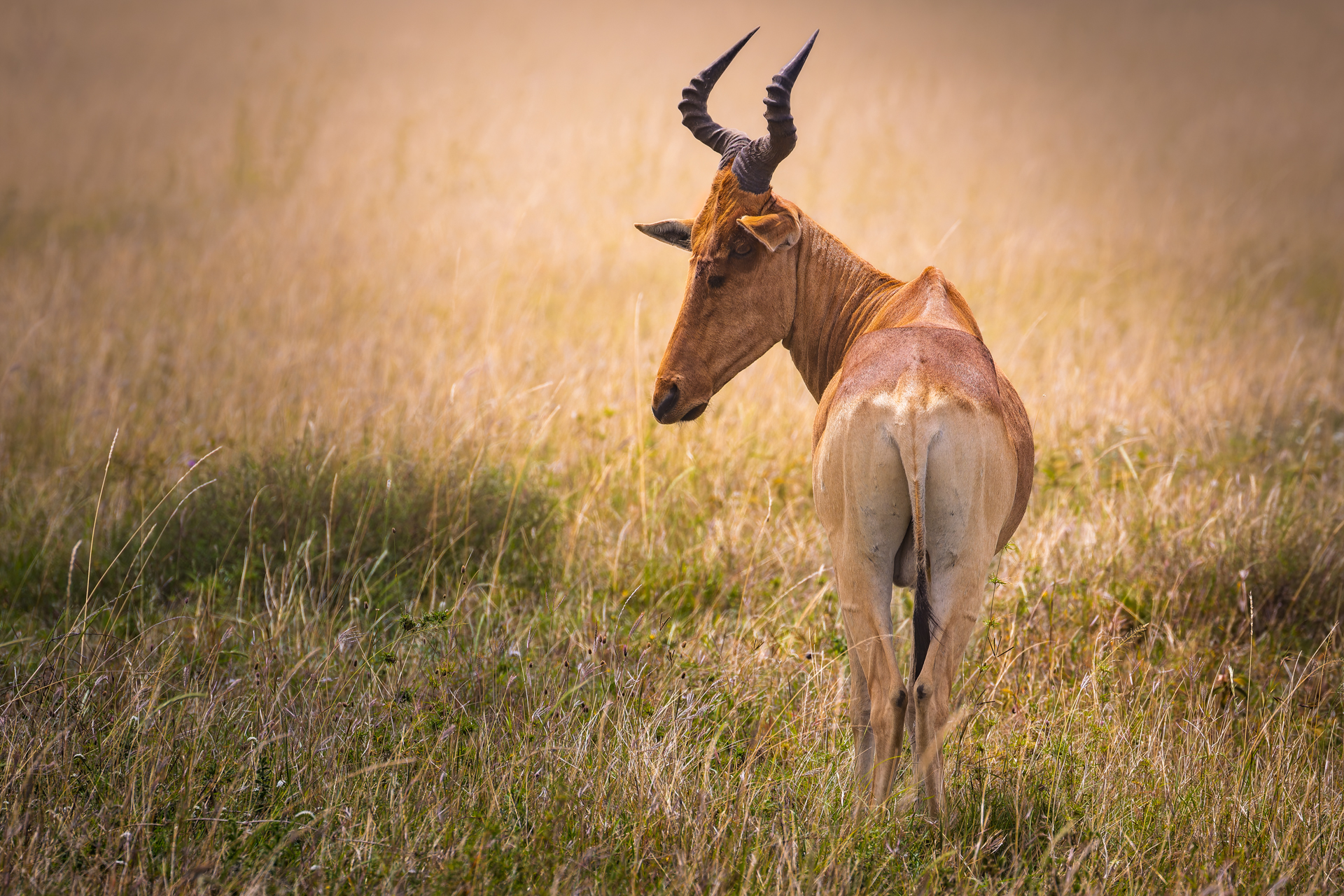 Alcelaphus buselaphus cokii