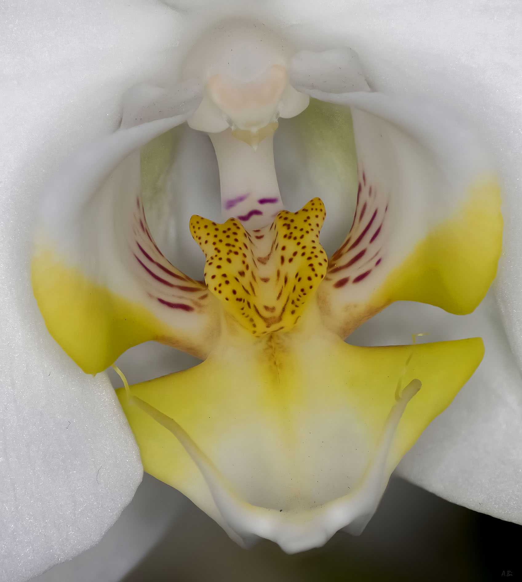 Una tigre nell'orchidea