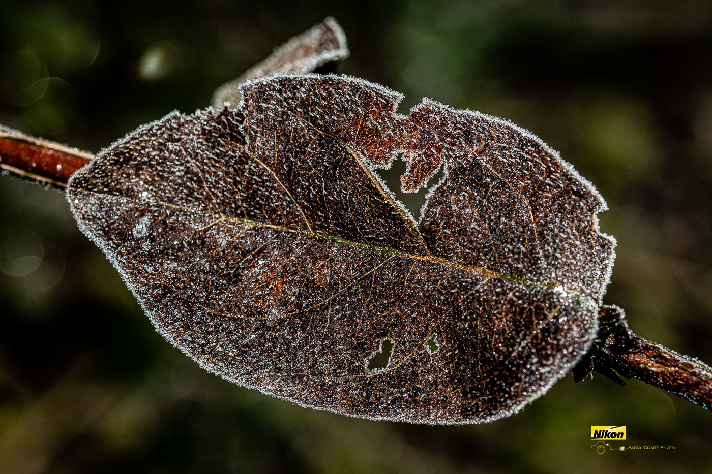 The frost of these days