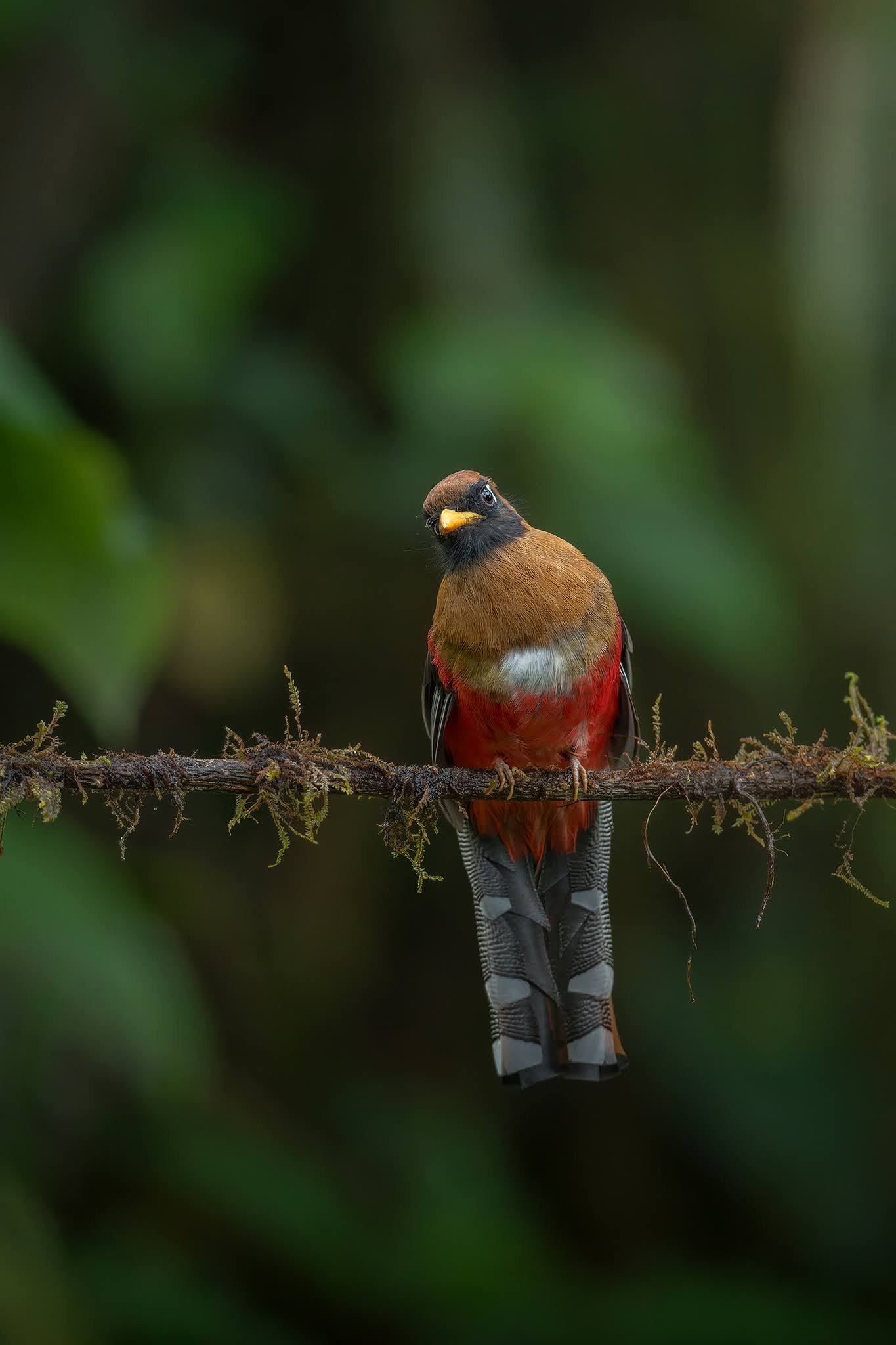 Masked Trogon
