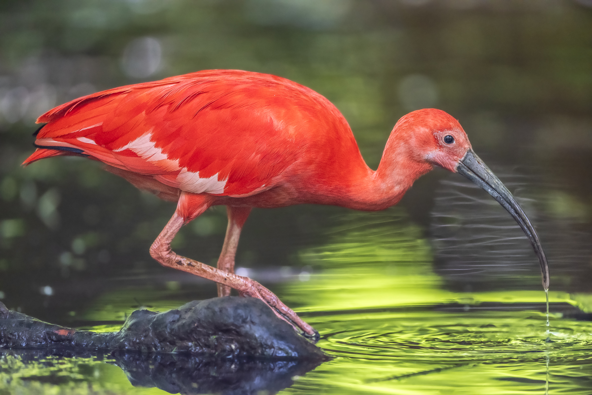 Ibis Scarlatto