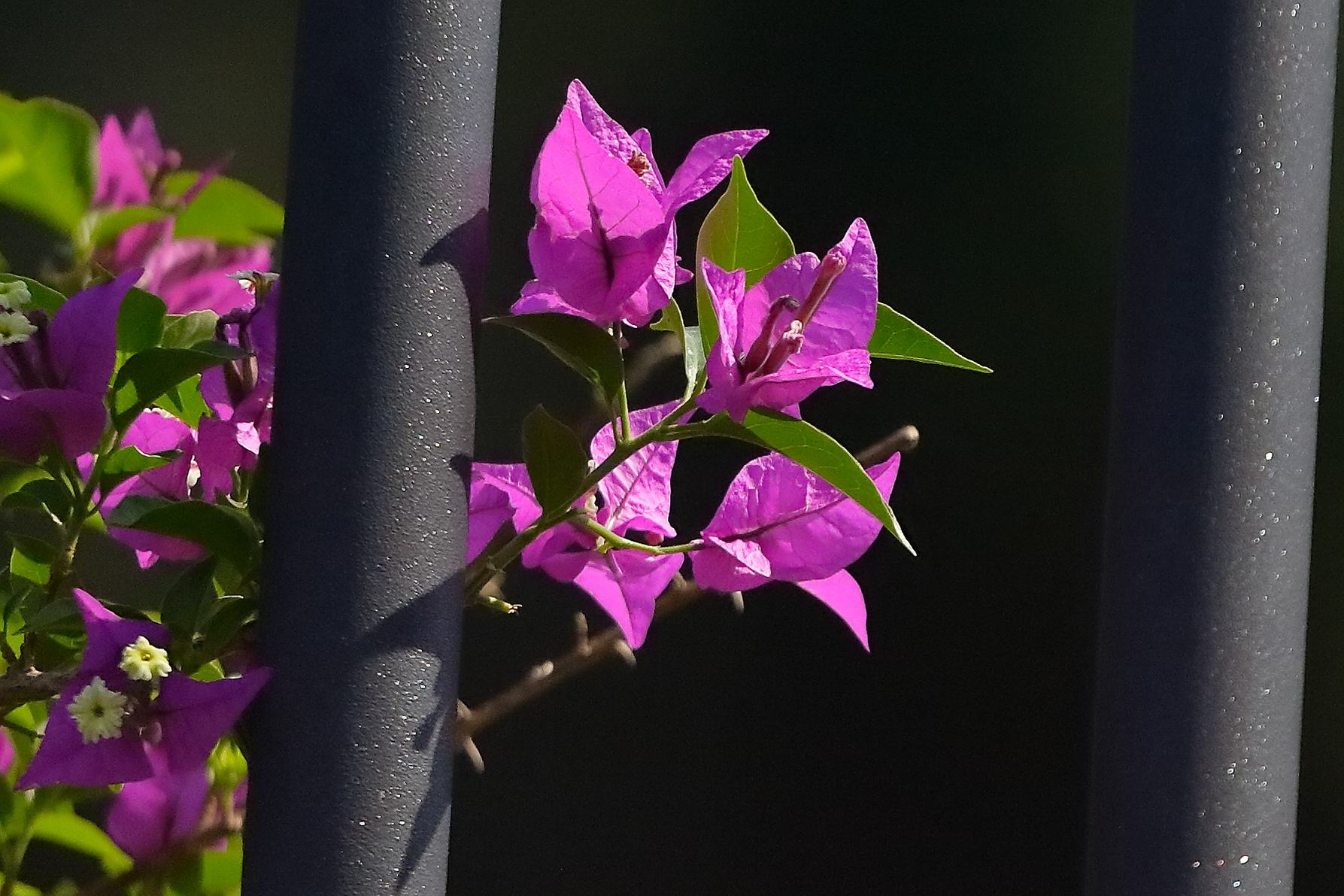 Fiori 11 agosto 2024 - 9969