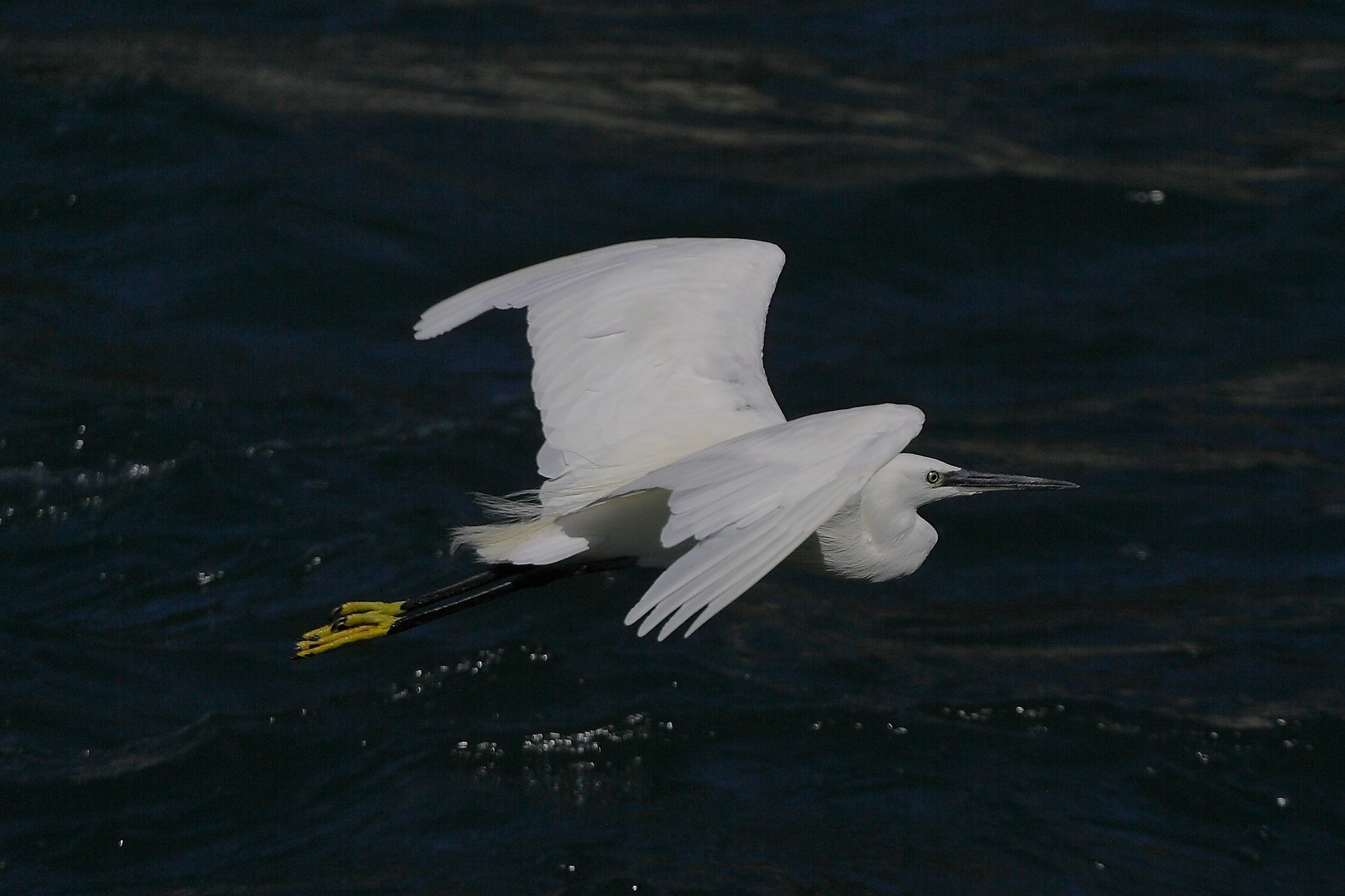 Garzetta 10 settembre 2024 - 0349