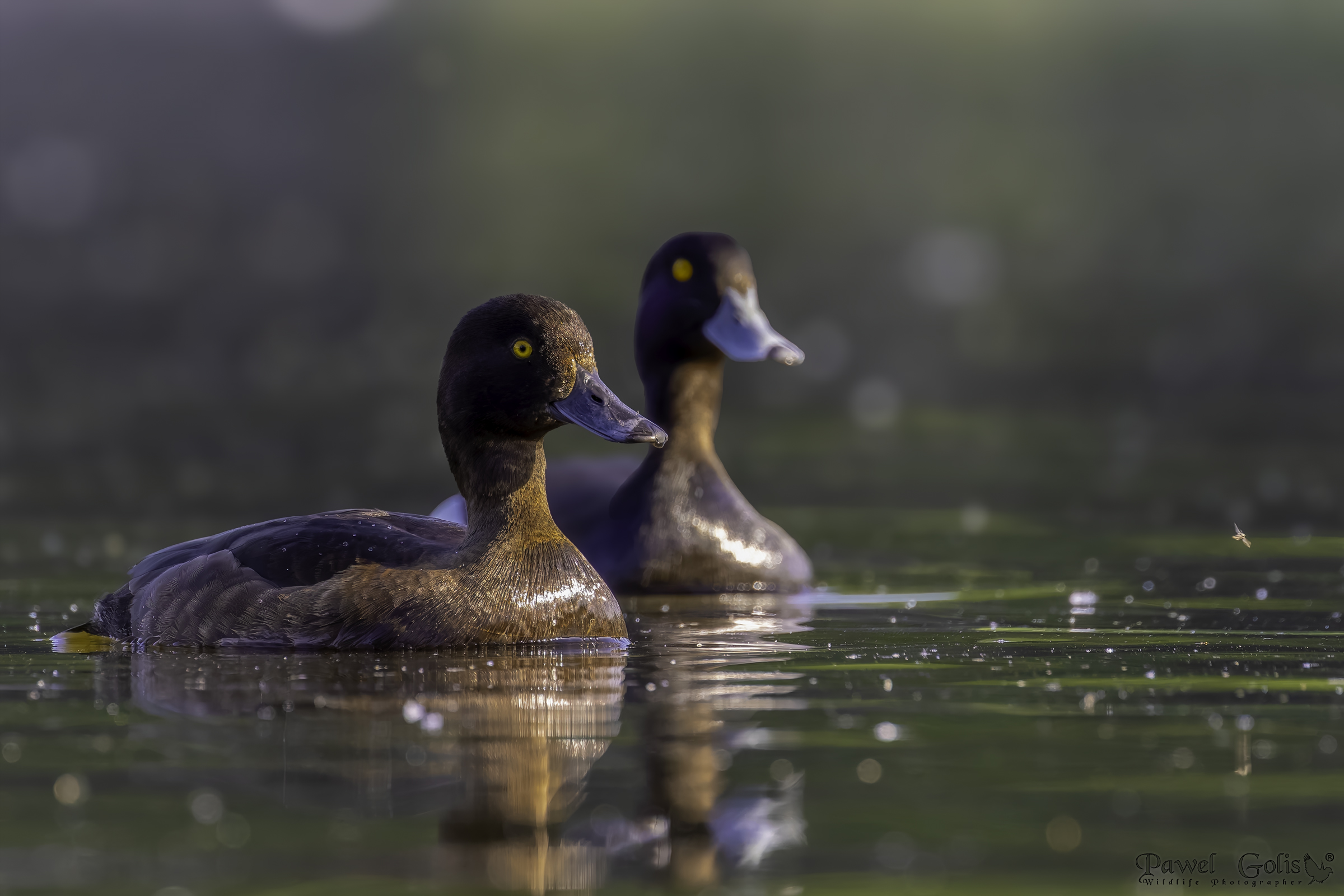 Anatra dal ciuffo (Aythya fuligula)