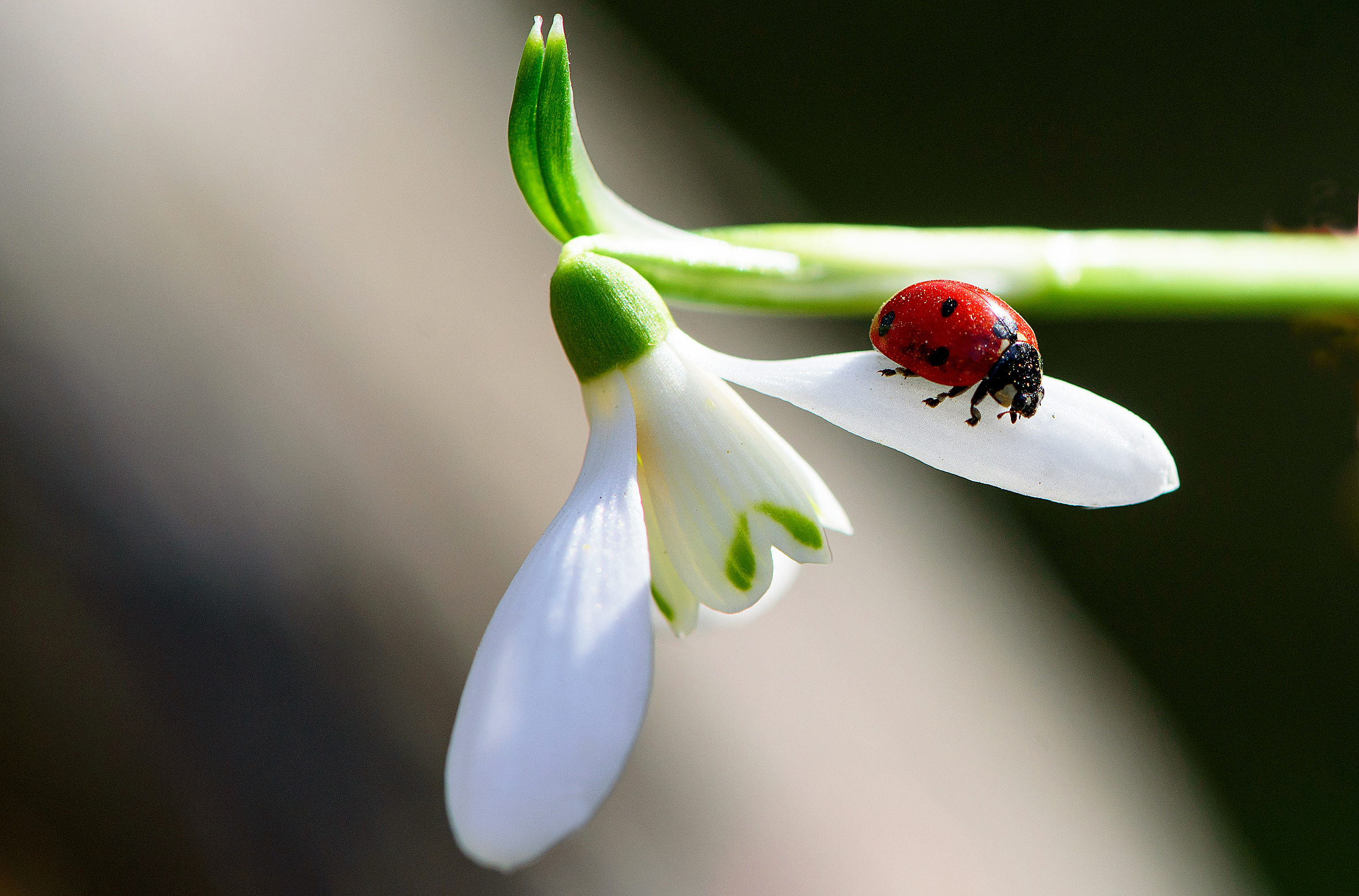 " Coccinella su Bucaneve "