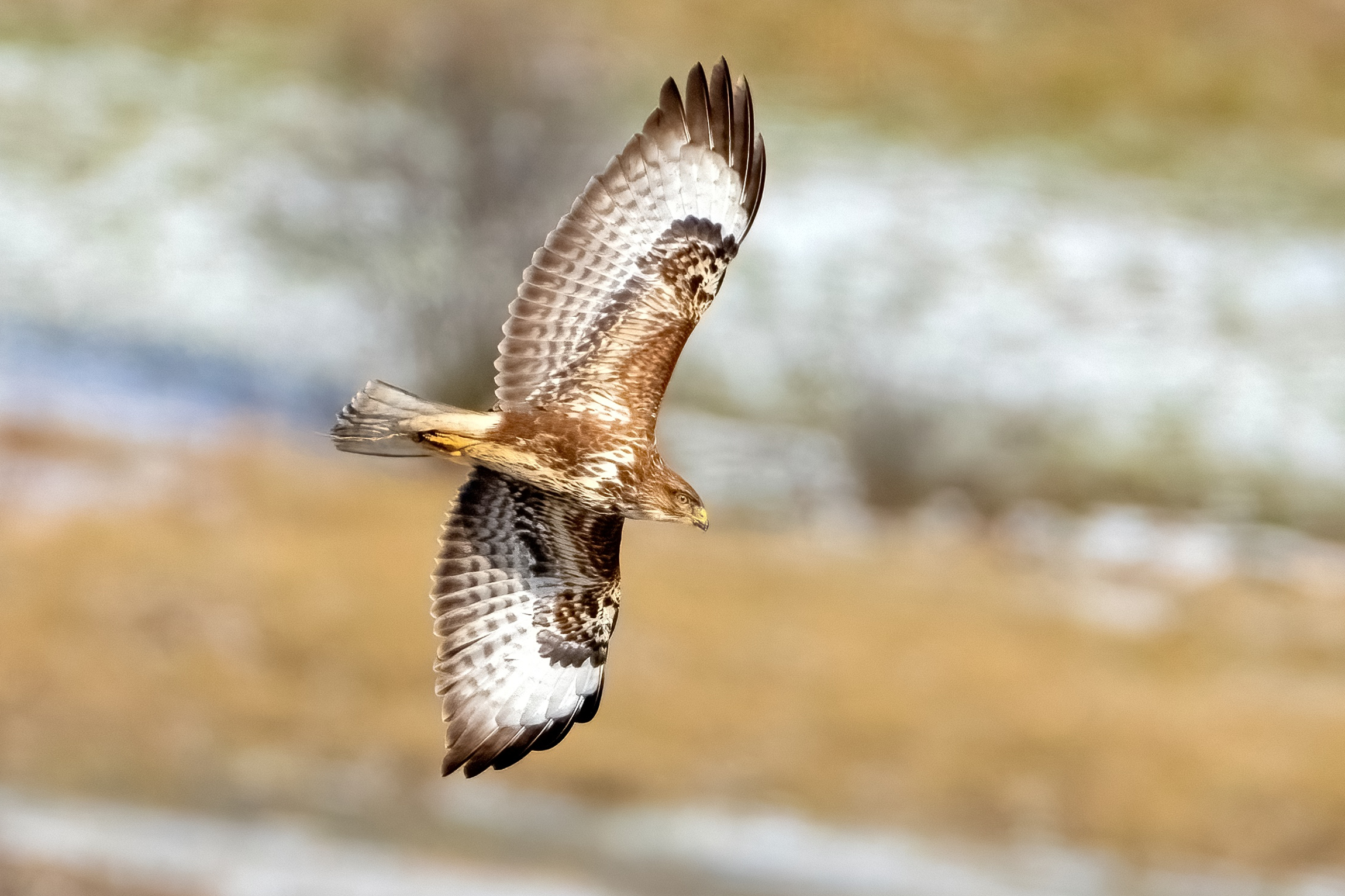 Buzzard (Buteo buteo)