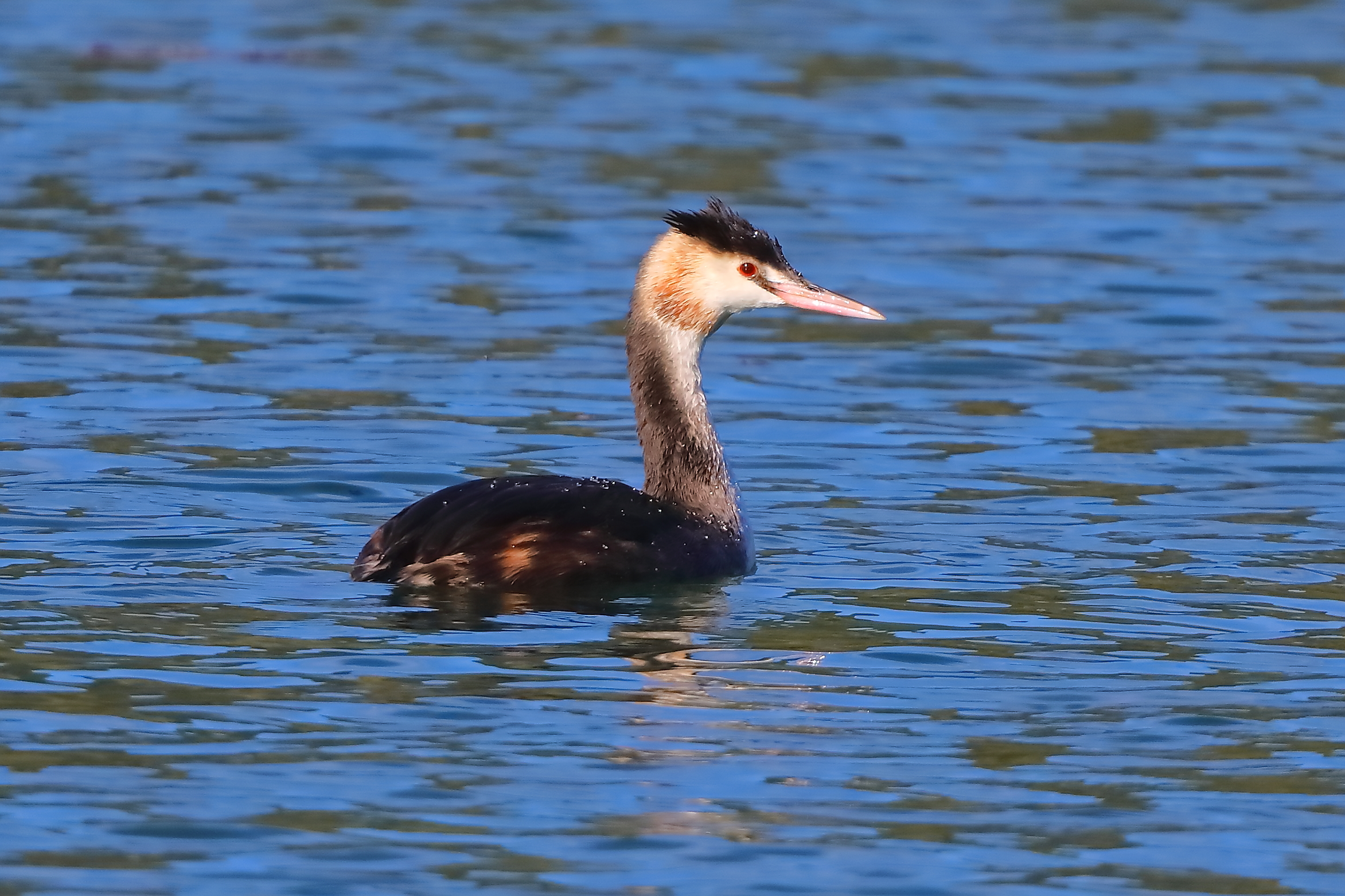 Svasso 11 ottobre 2024 - 01041