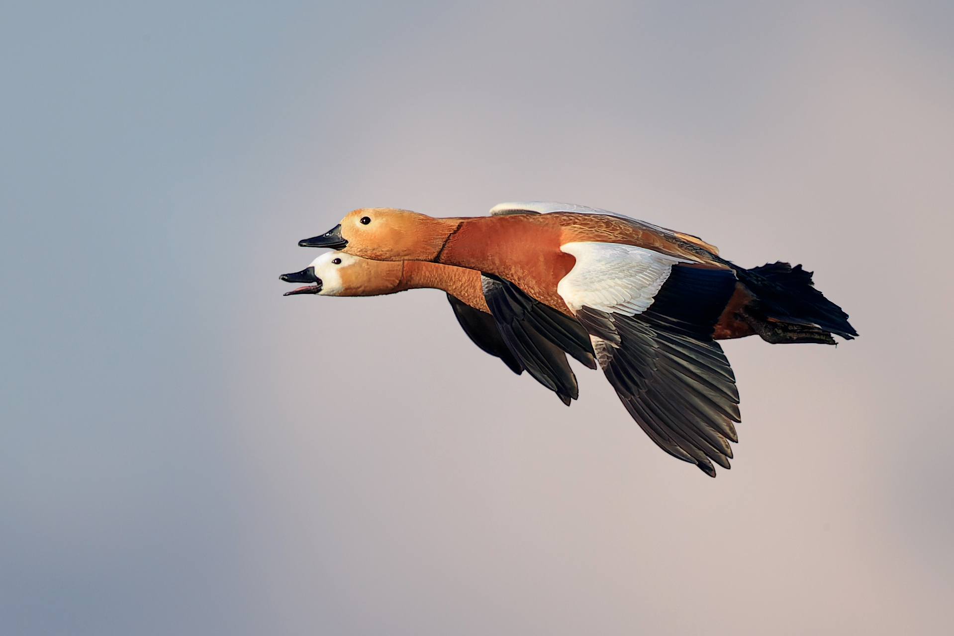 The couple in love - Casarche