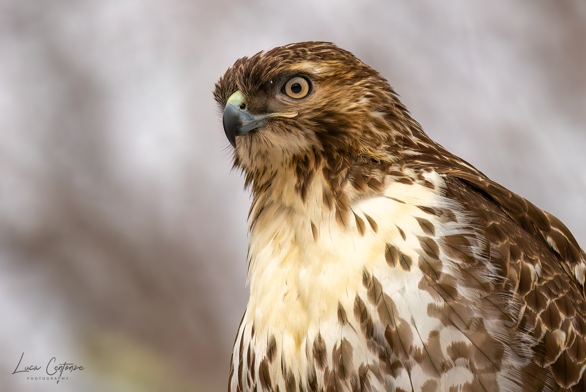 Portrait of Buzzard