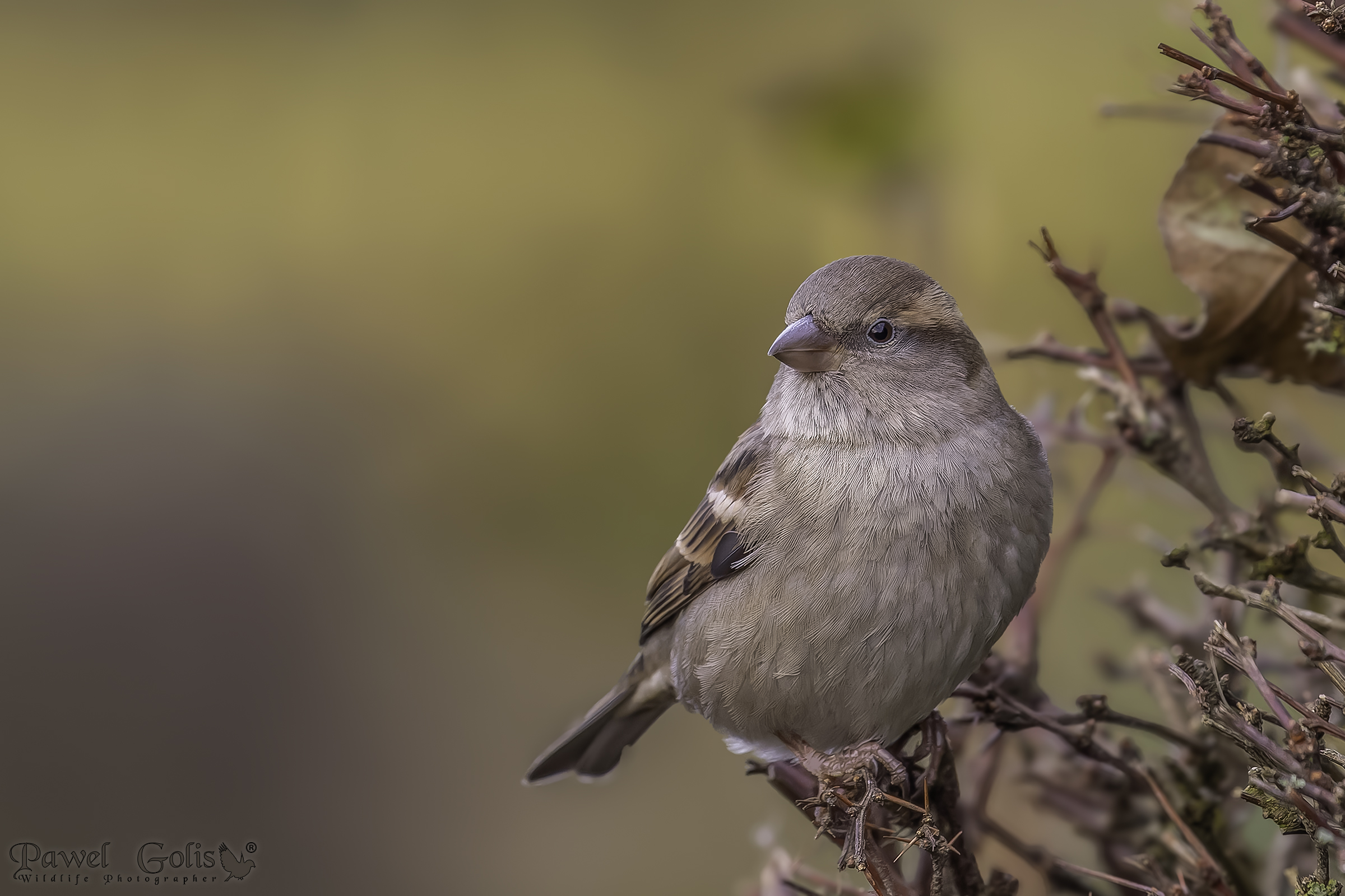 Passero domestico (Passer domesticus)