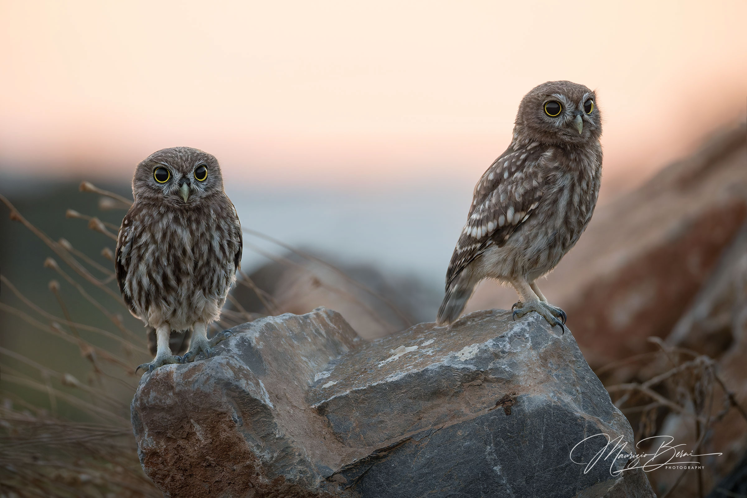 To the sea with the Owls