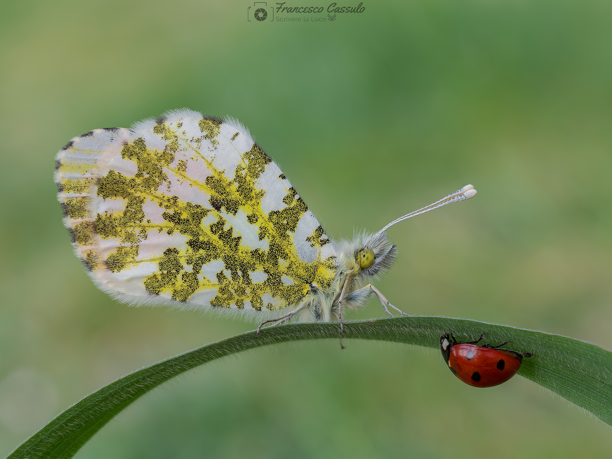 Anthocharis cardamines con ospite