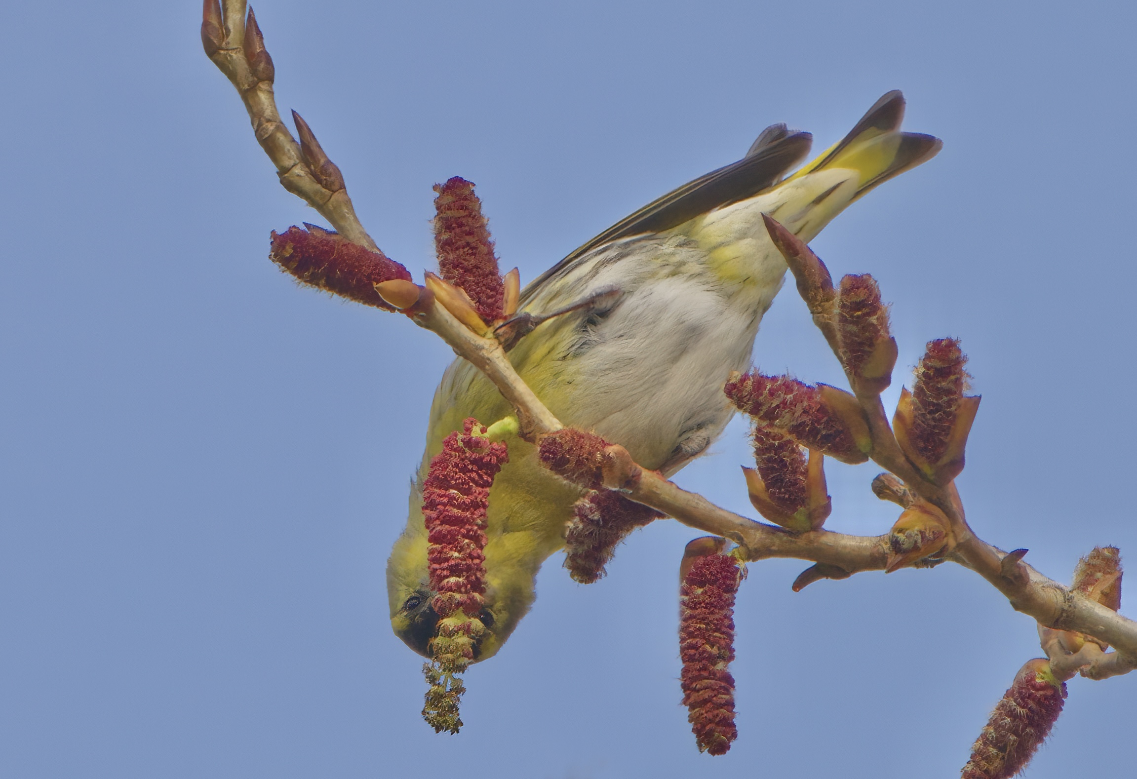 Buoni sti fiorellini
