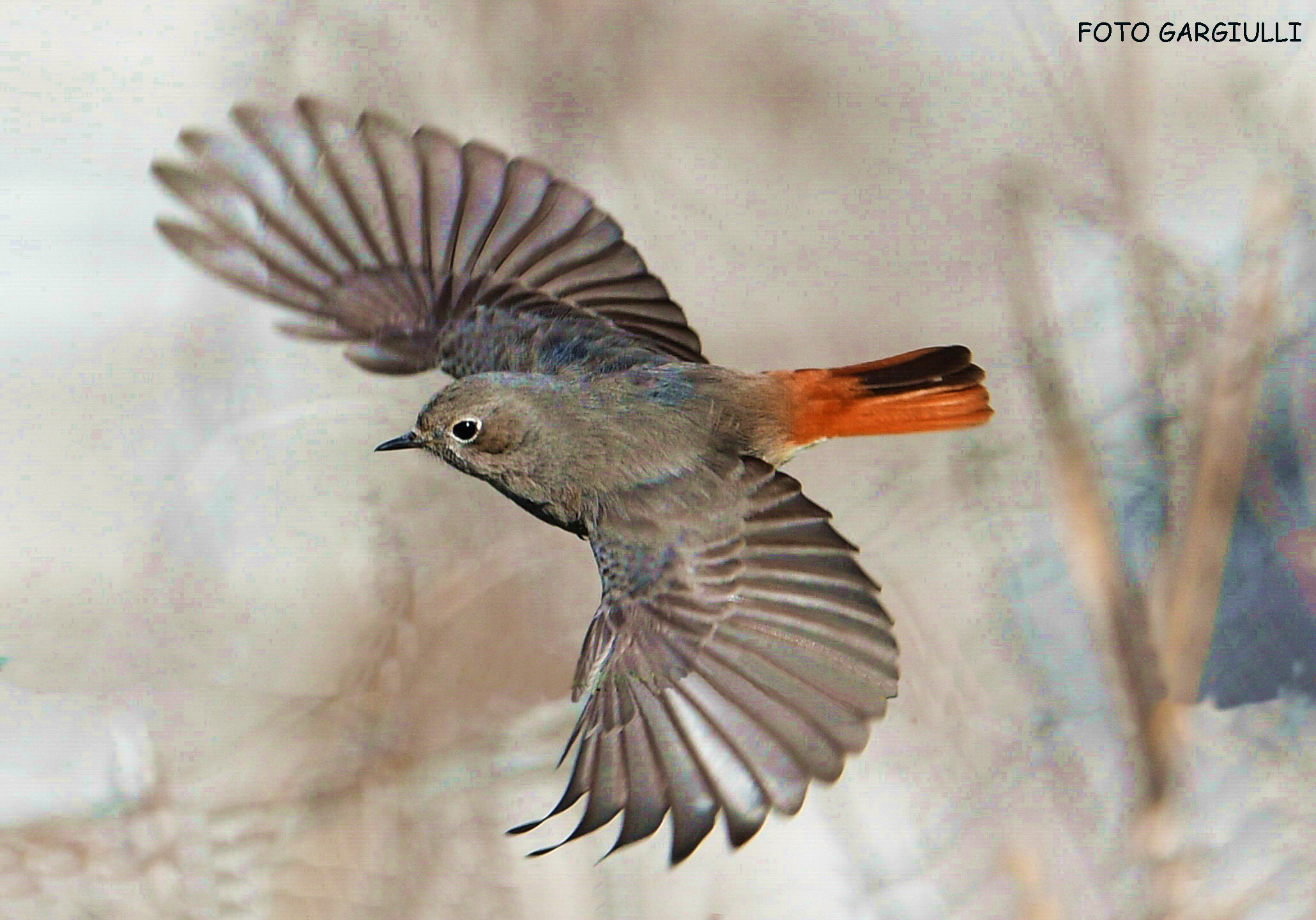 Redstart