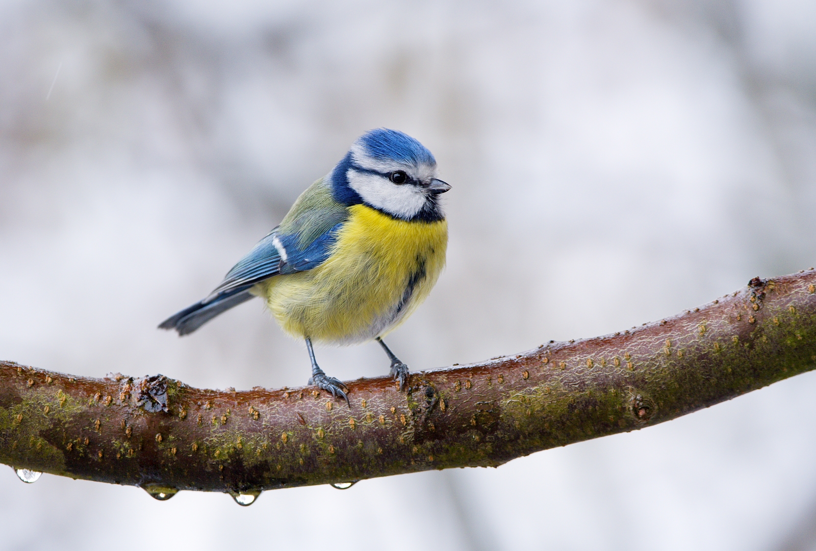 Cyanistes caeruleus