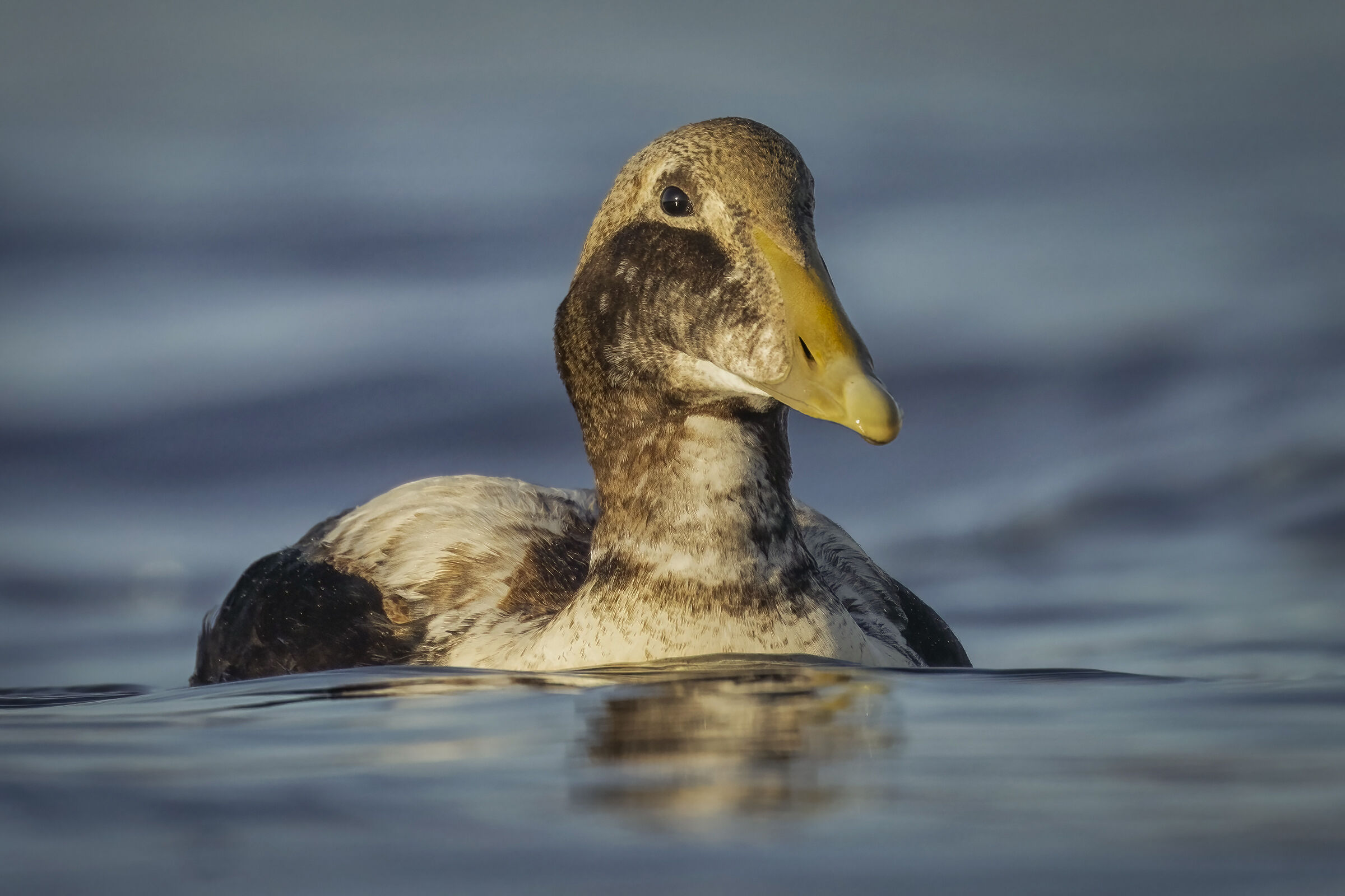 Somateria Mollissima M