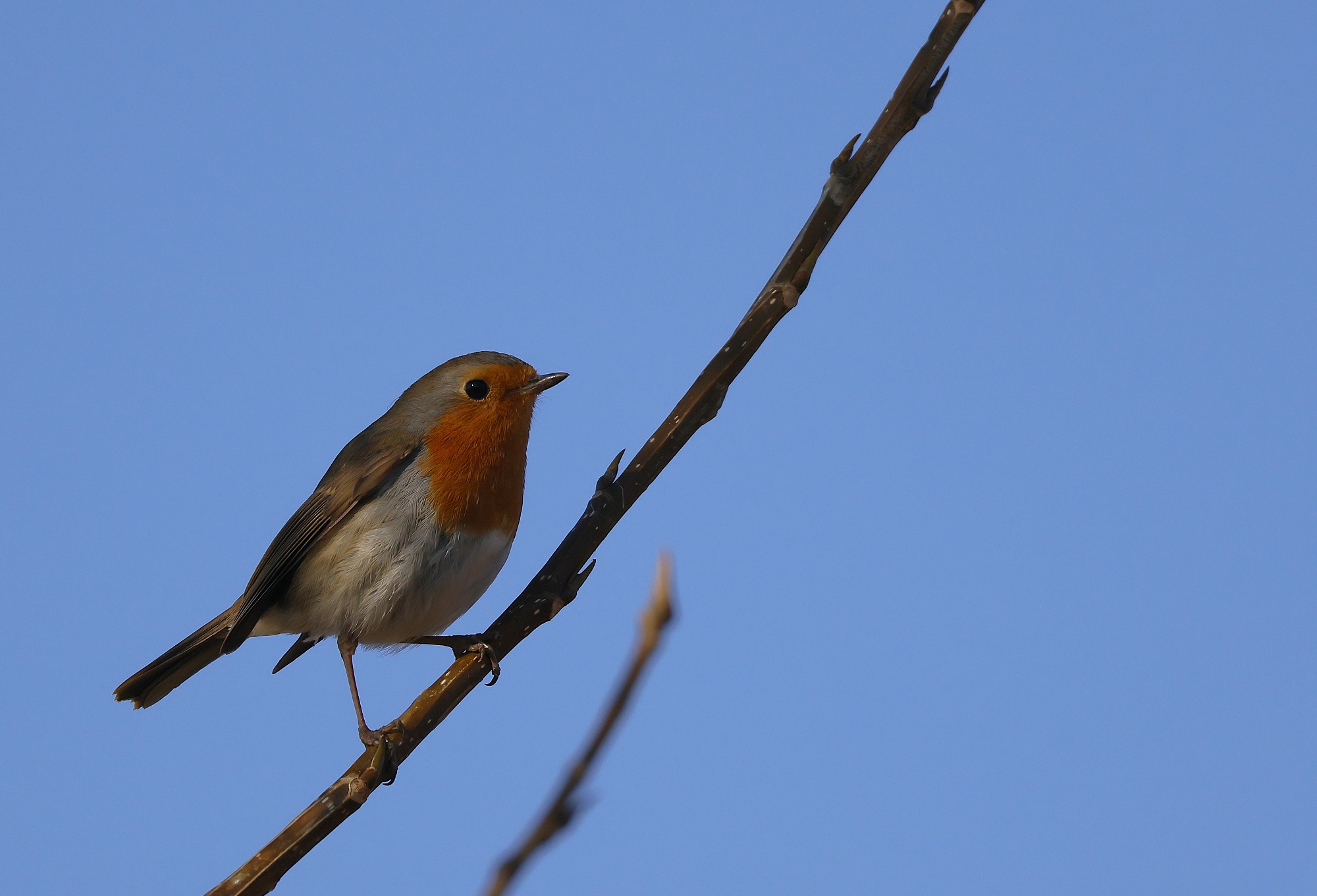 The Robin