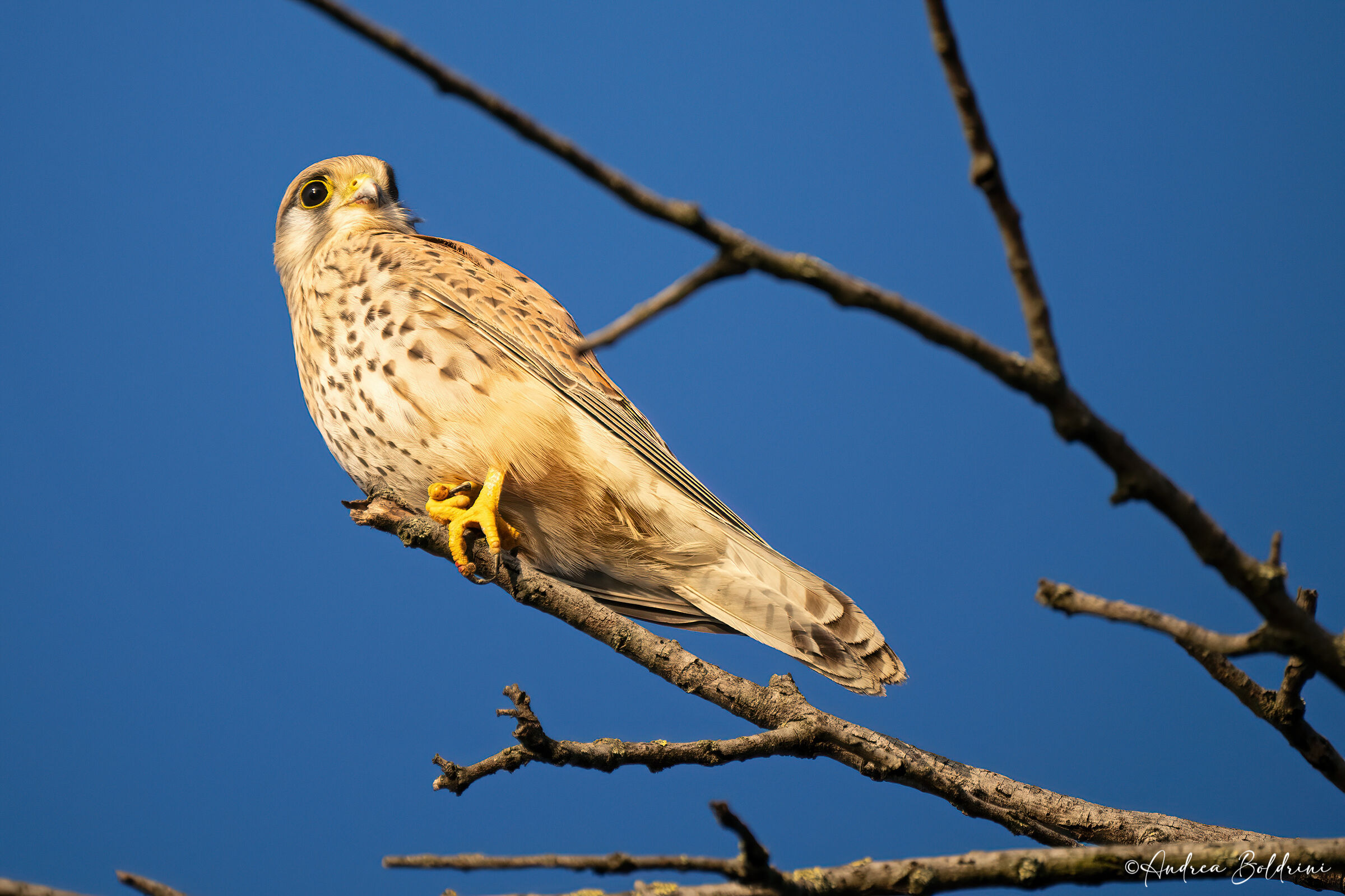 Kestrel