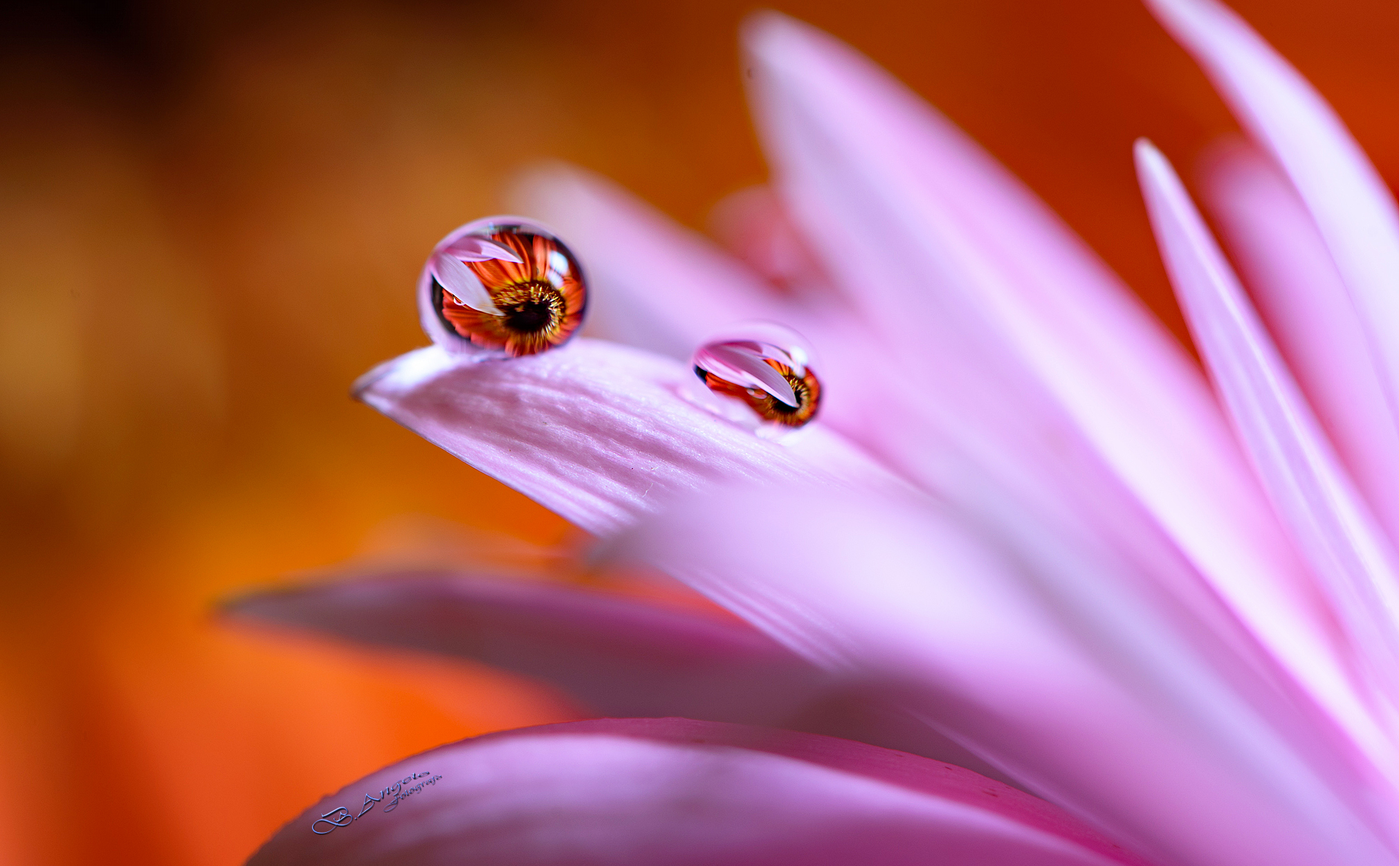 " gocce su petali "