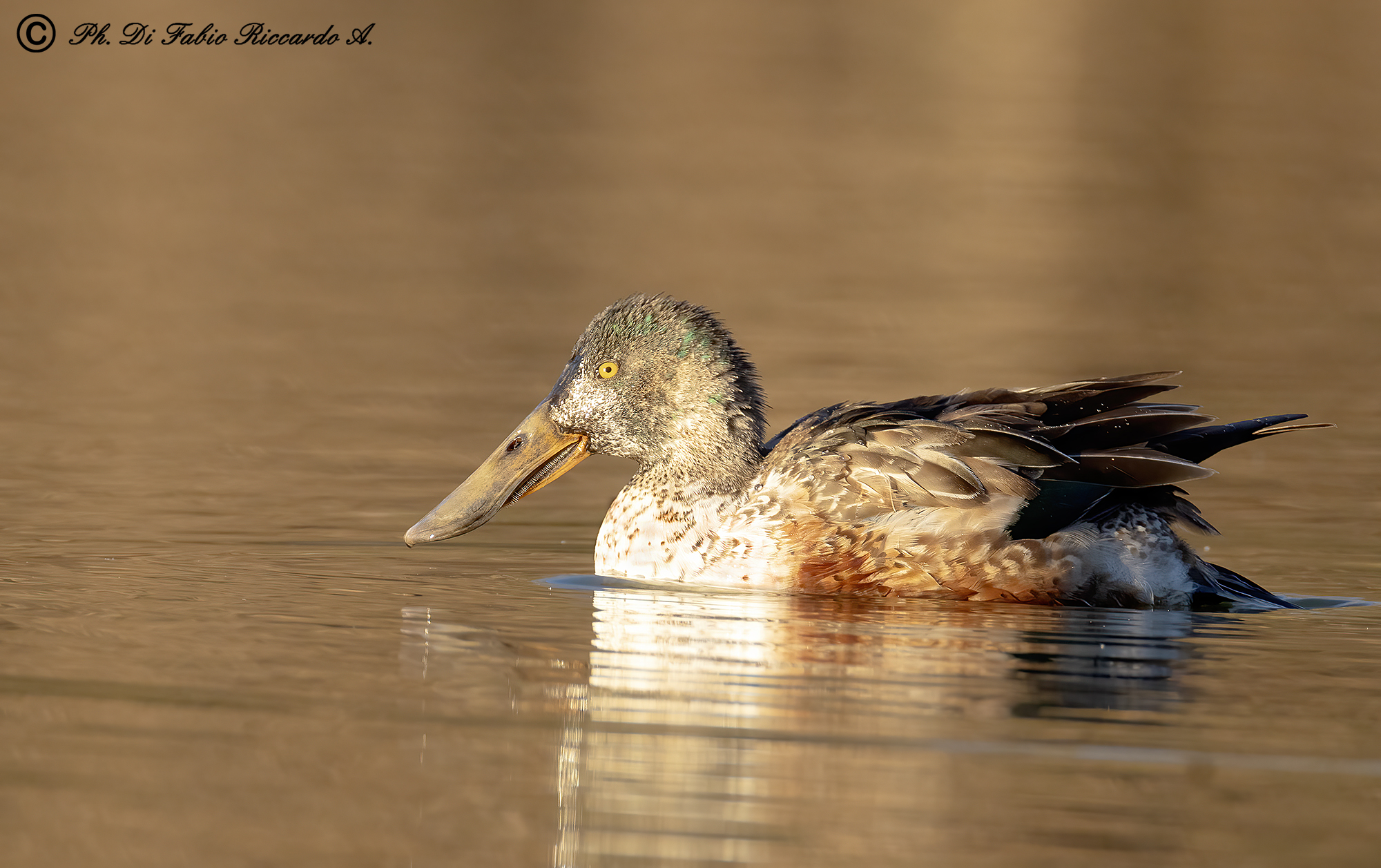 Shoveler