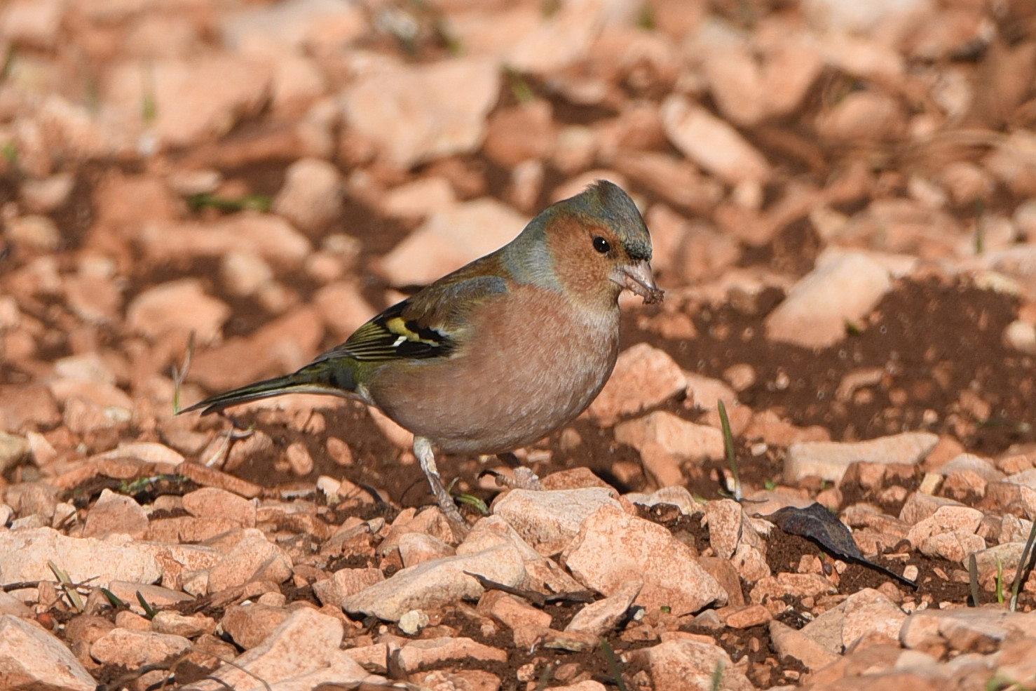 Chaffinch