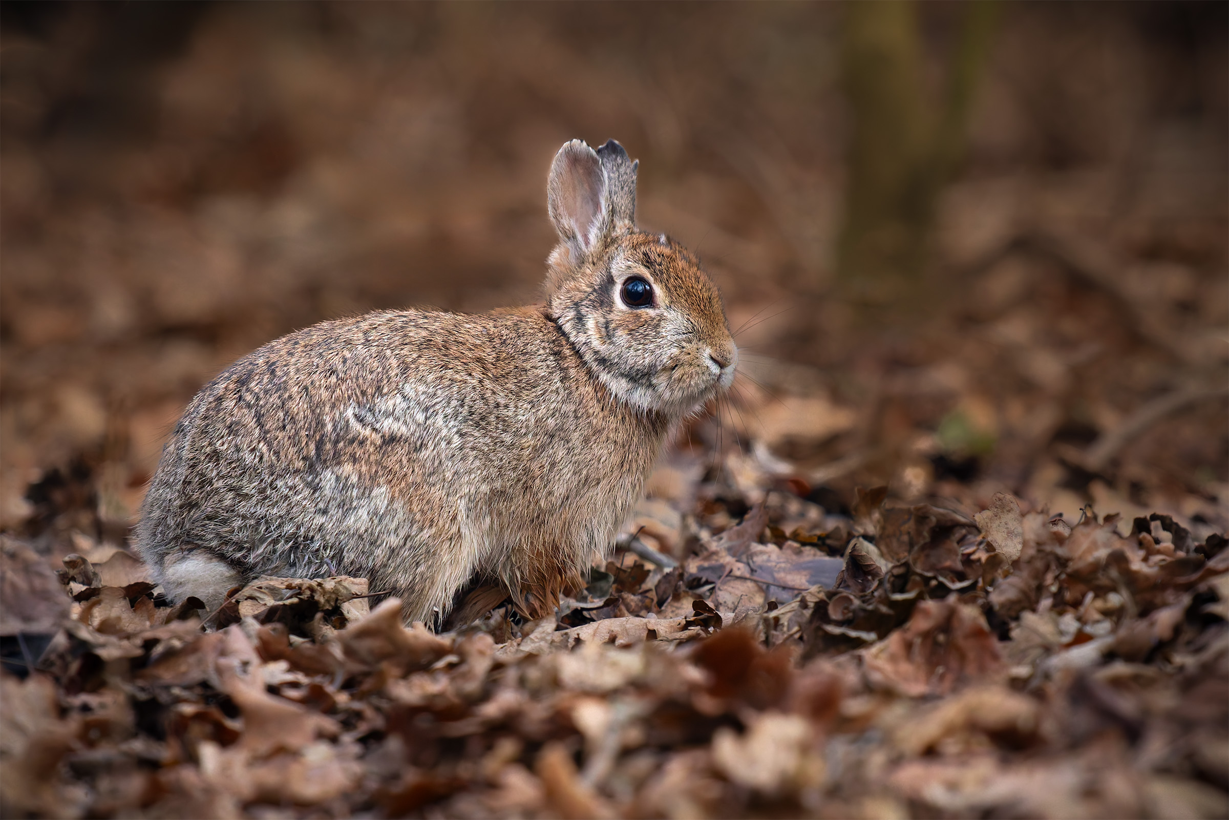 Eastern Cottontail