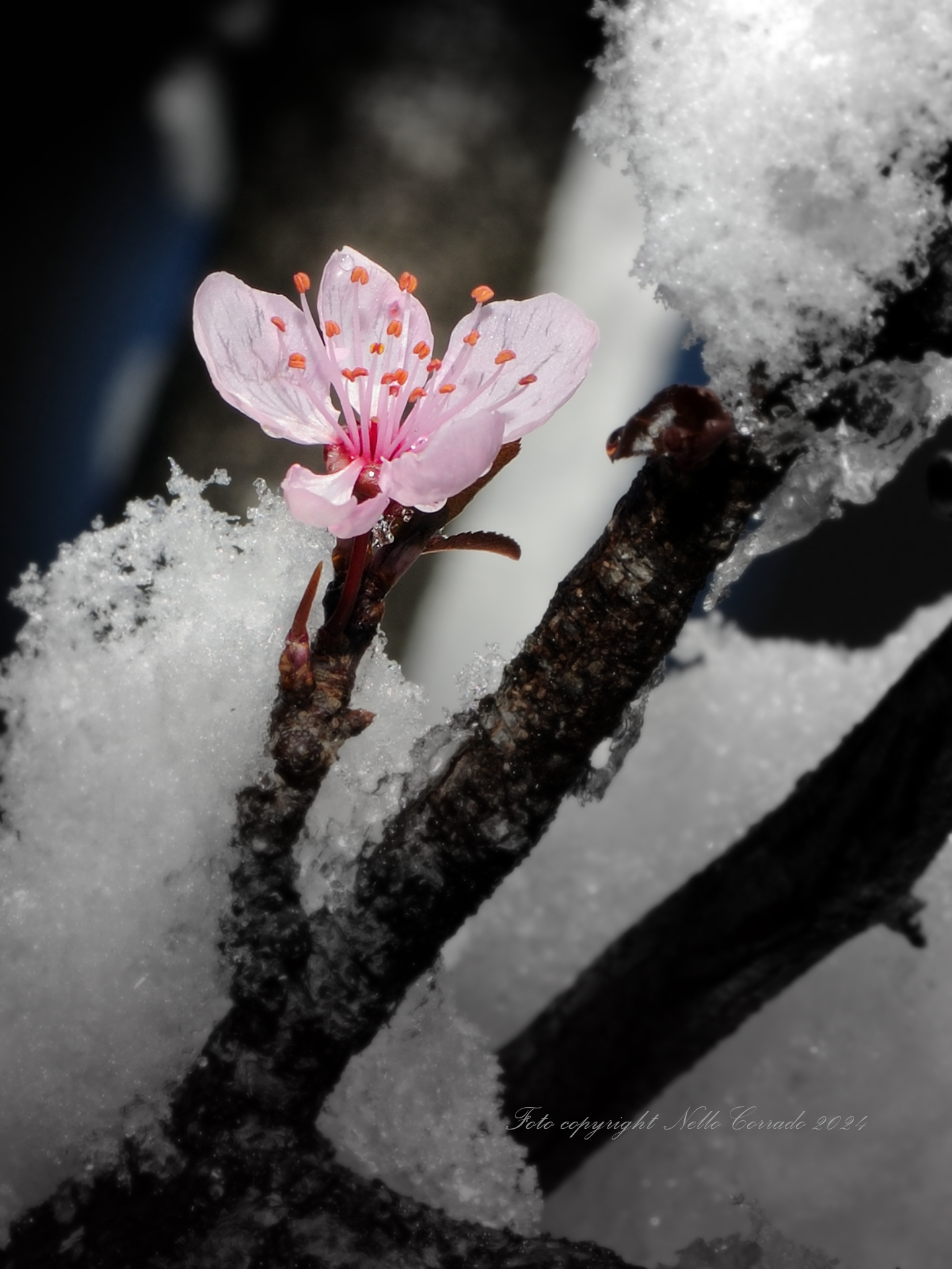 Incoming spring...