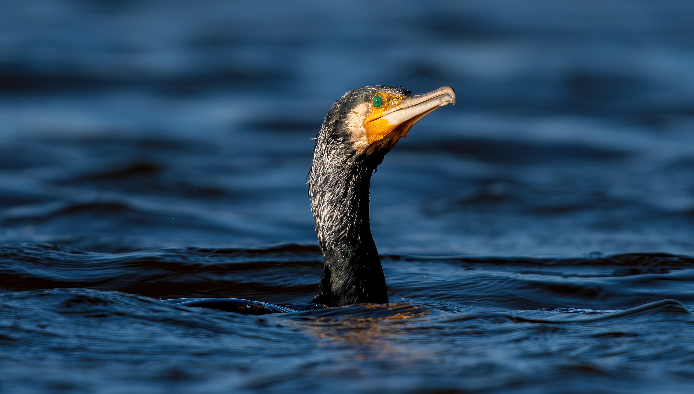 Cormorano