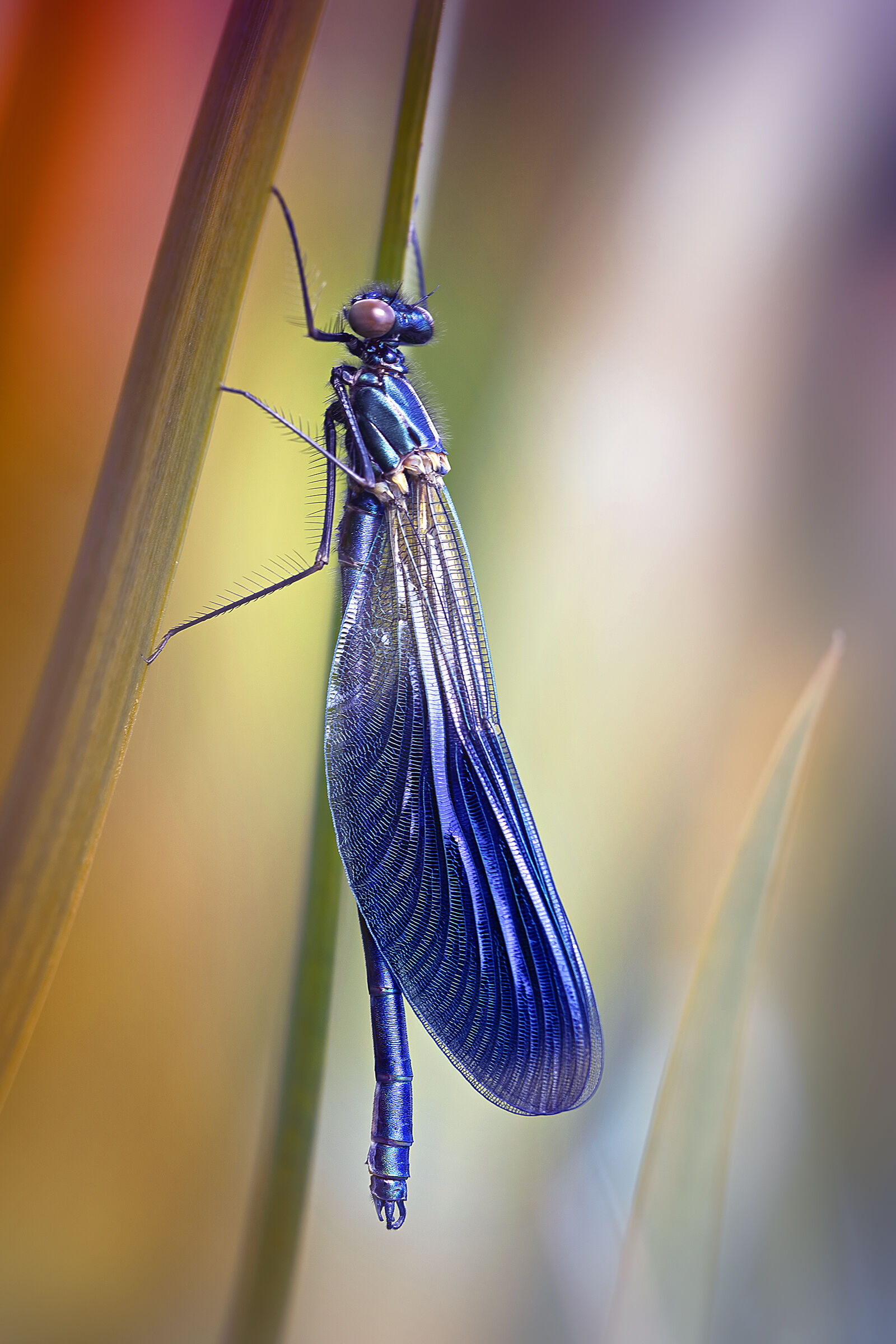 Calopteryx splendens