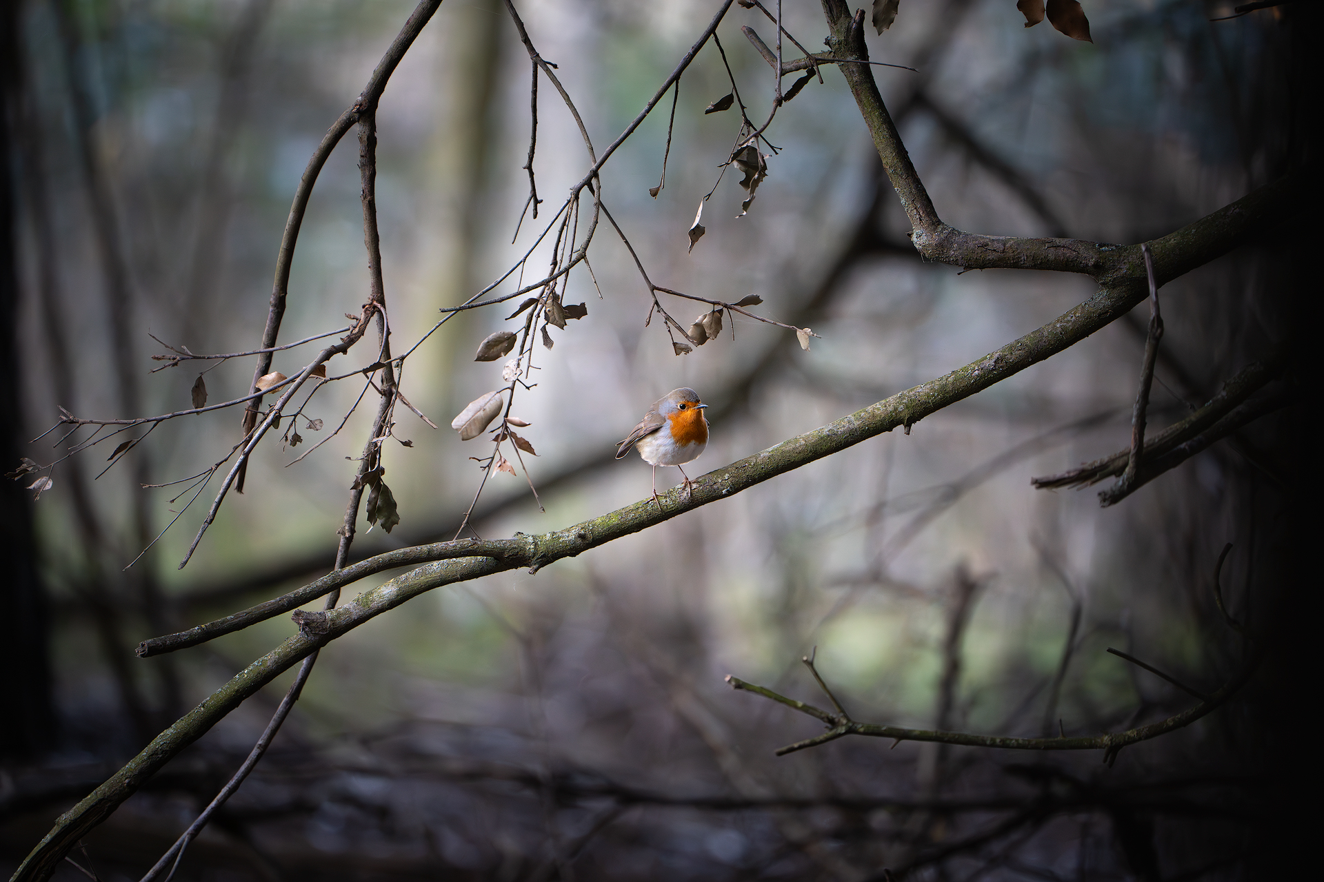 Cheerful presence