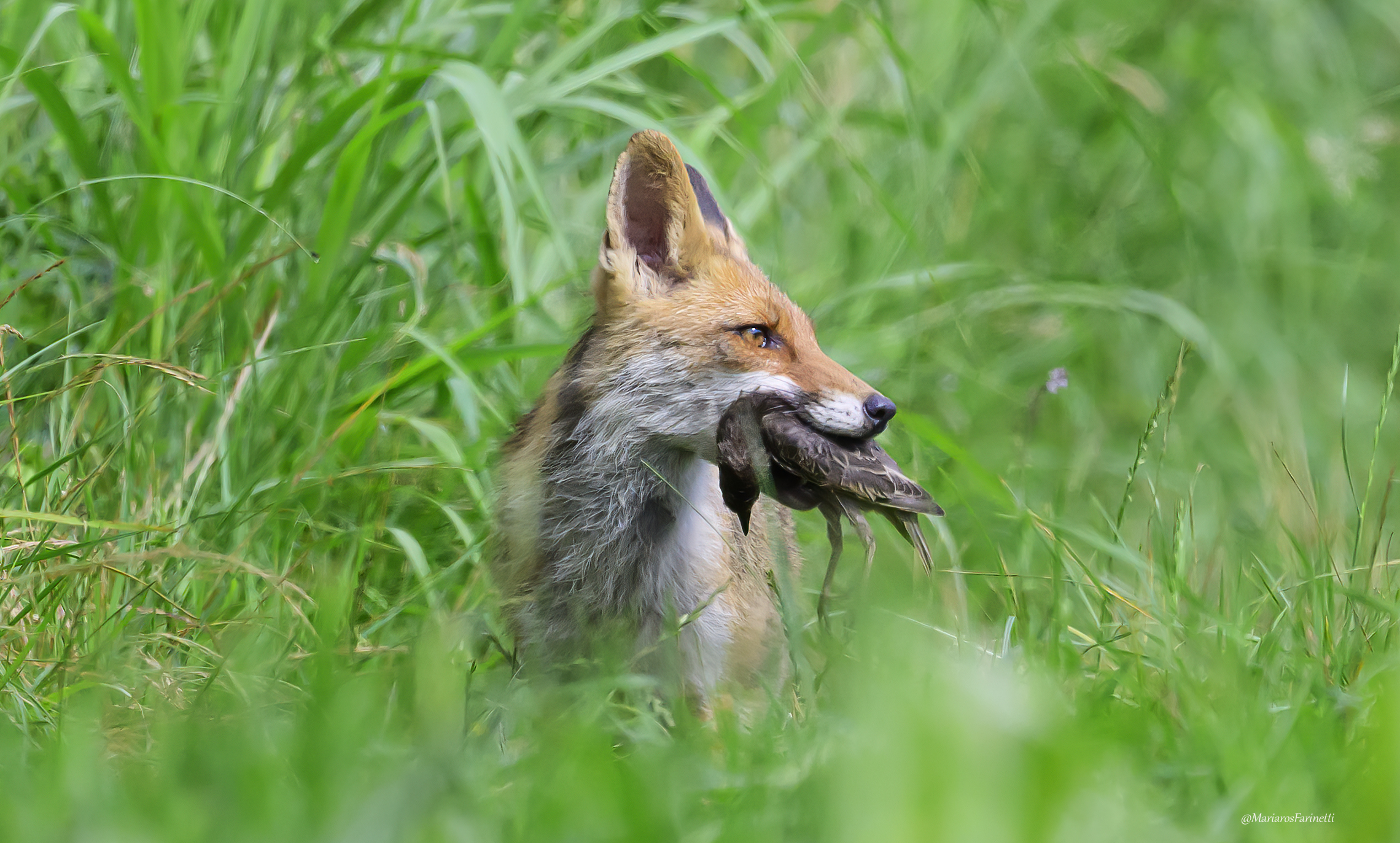 Volpe con preda