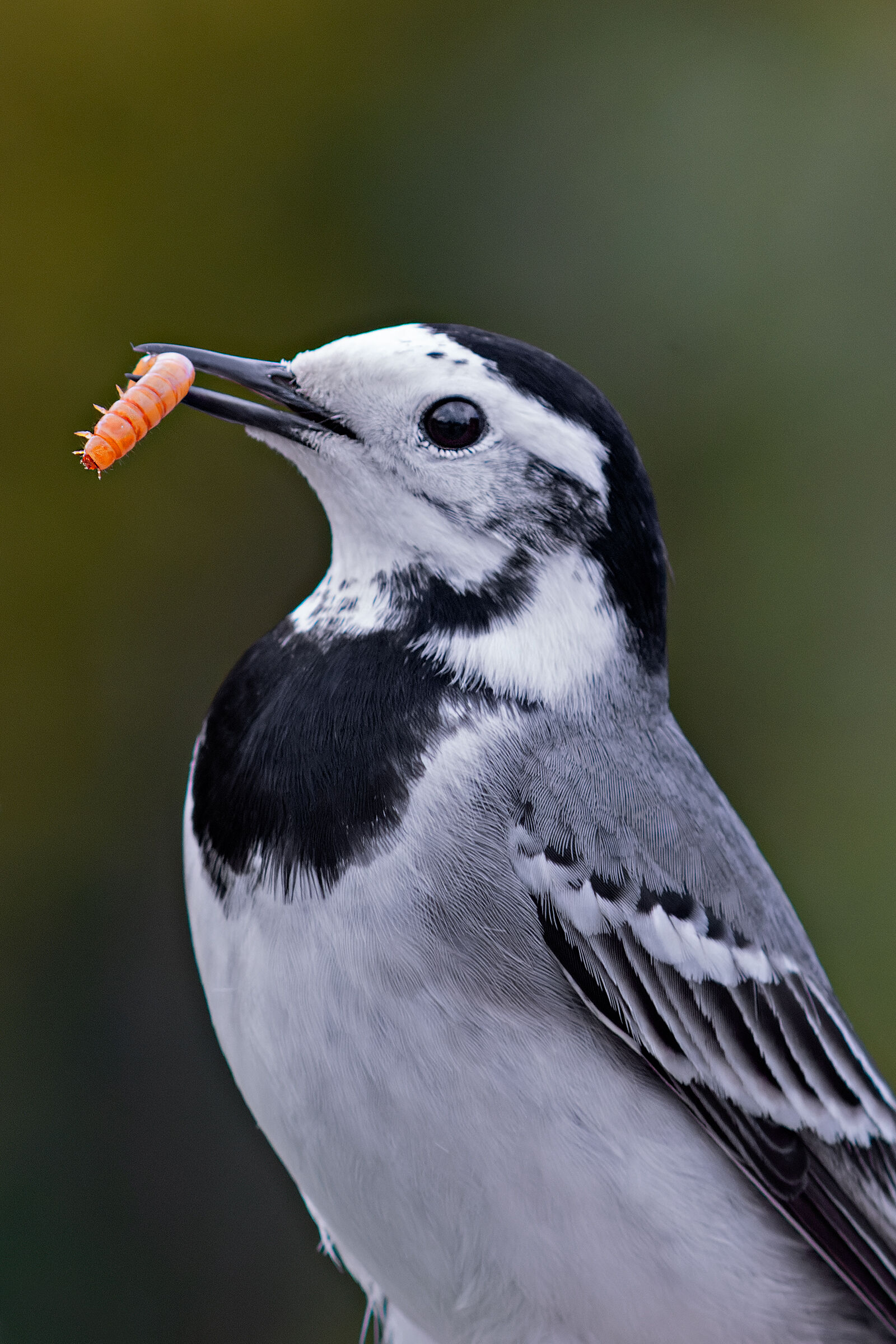 The bird in black and white