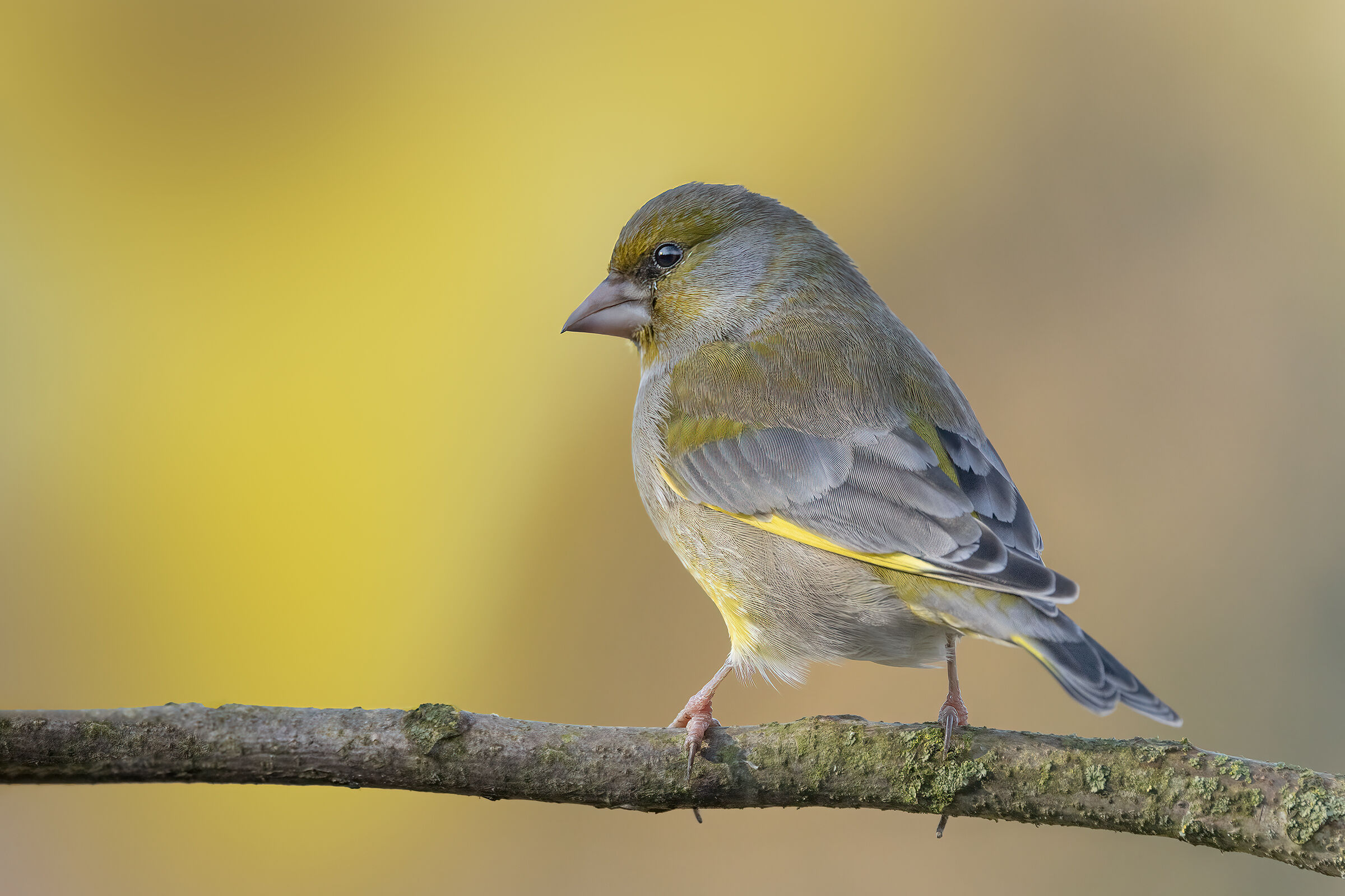 Verdone comune femmina (Chloris chloris)