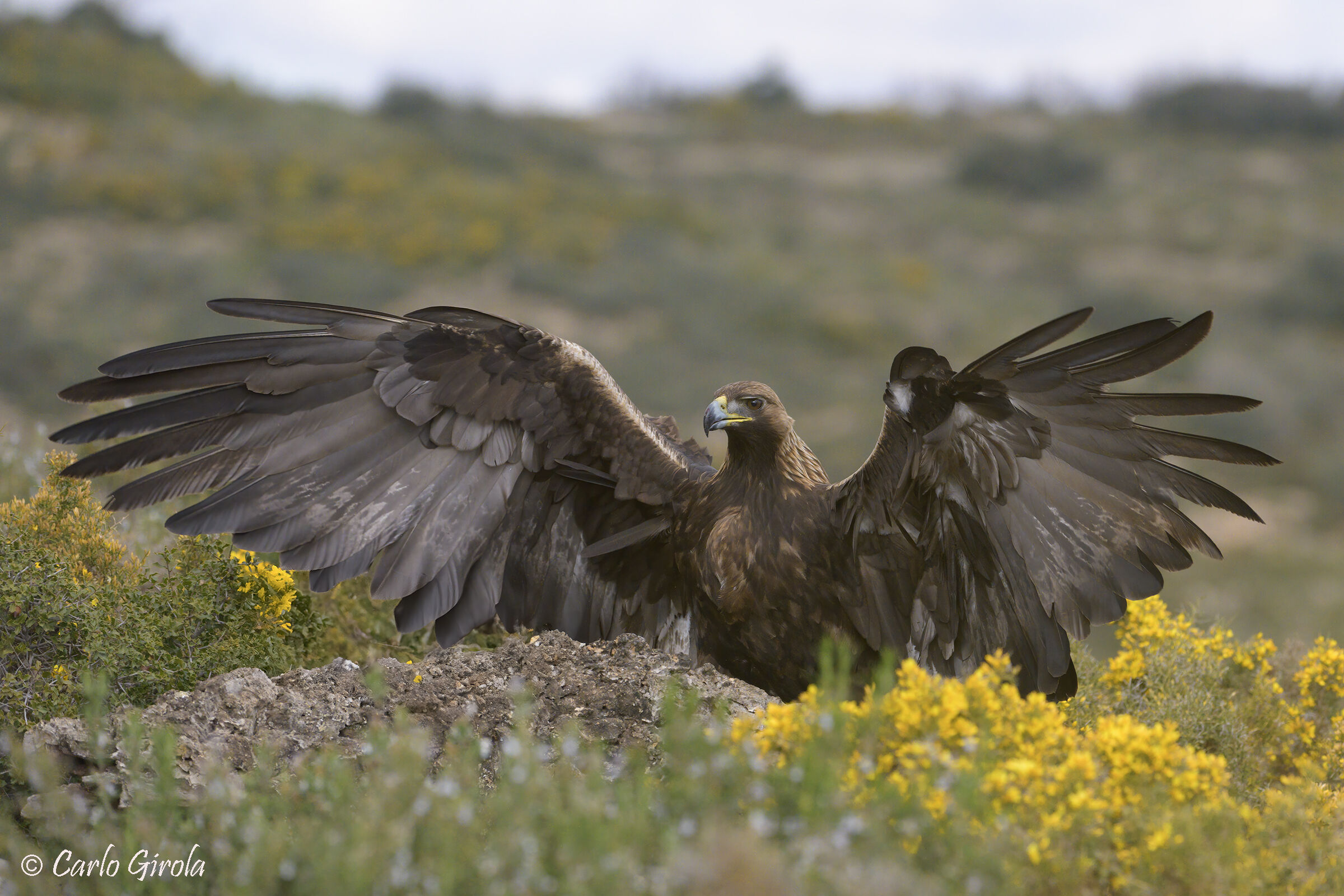 Golden Eagle (Aquila chrysaetos)
