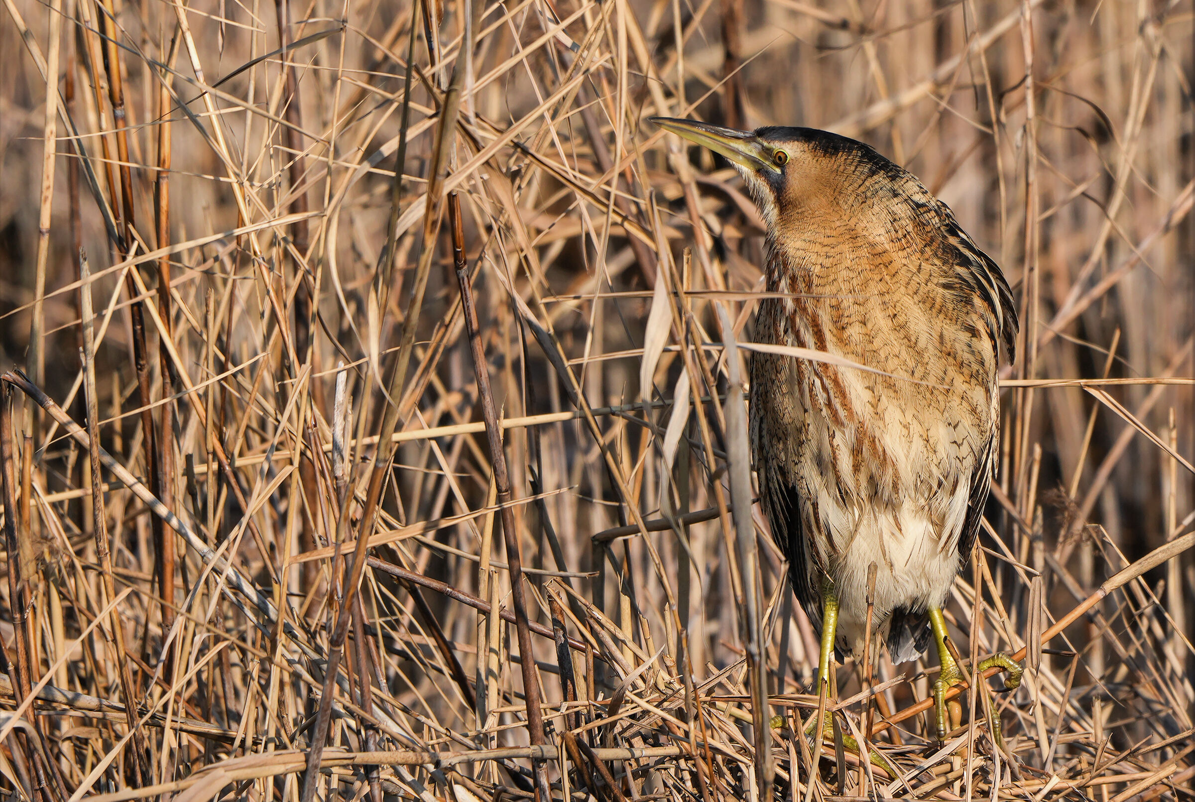 The bittern