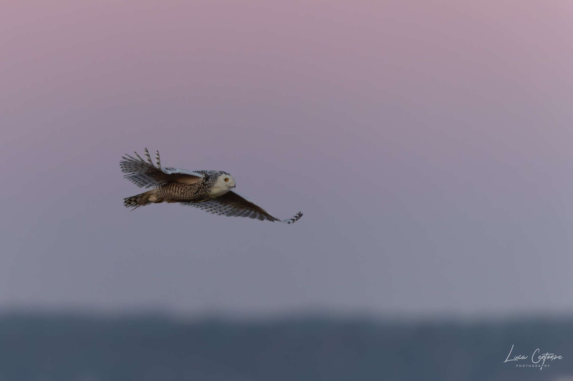 Snowy Owl at dawn (Bubo scandiacus)