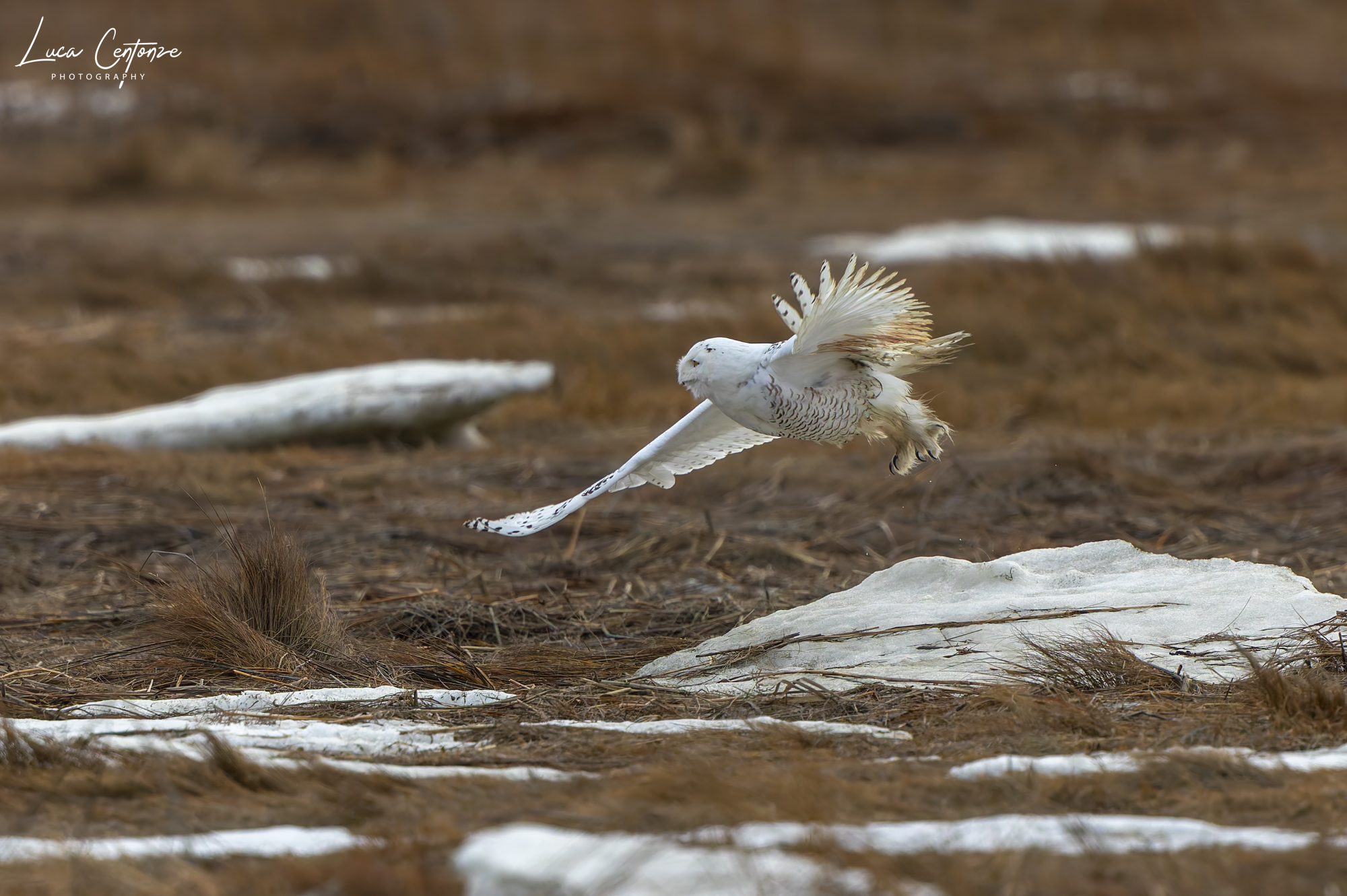 Male Snowy Owl (Bubo scandiacus)