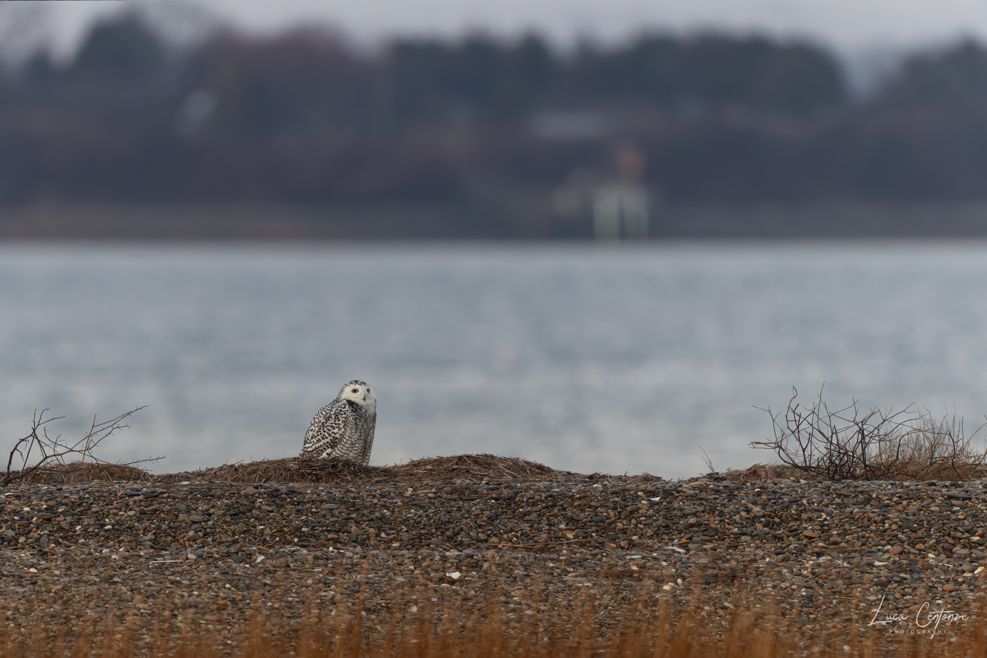 Snowy Owl (Bubo scandiacus) female