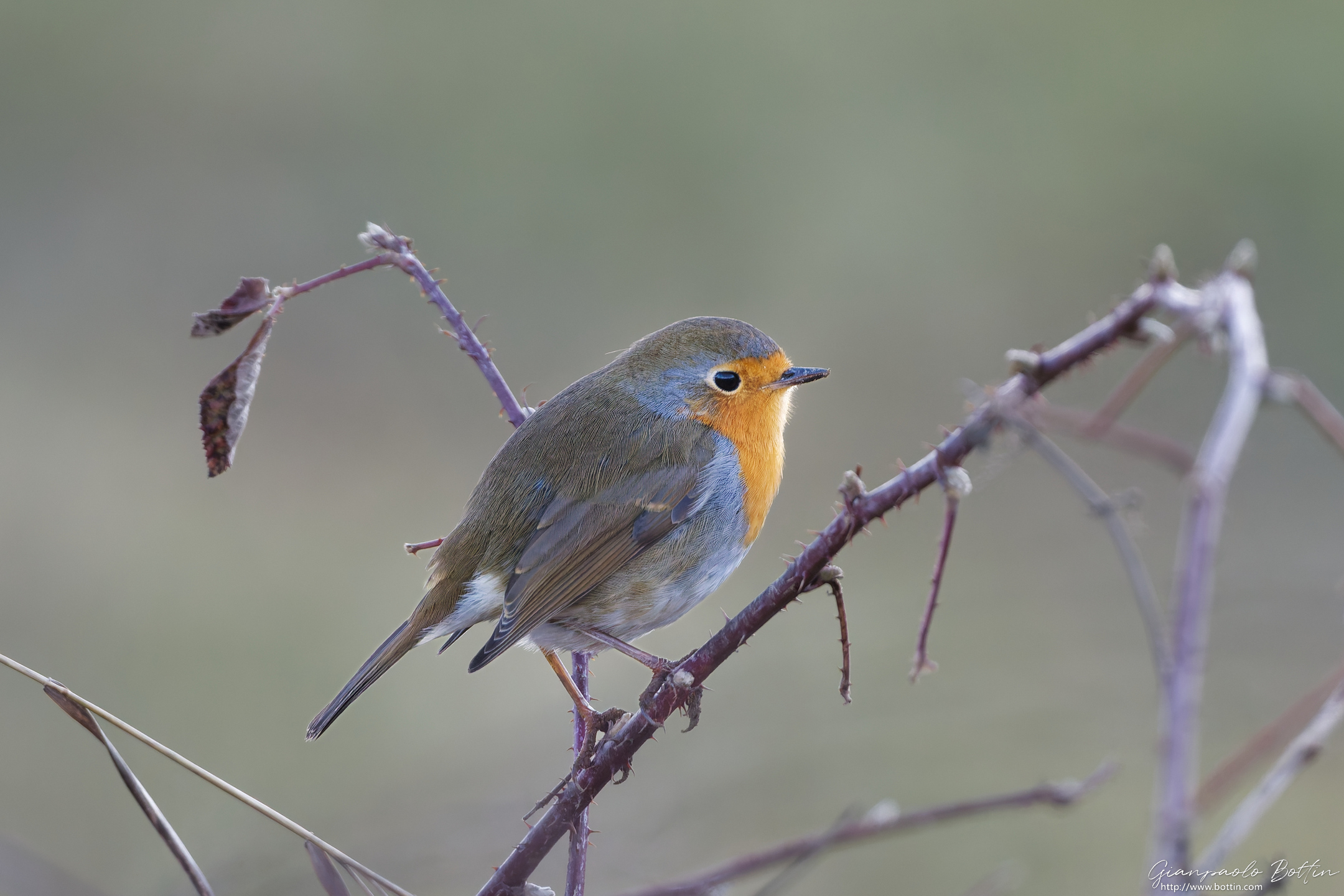 Robin