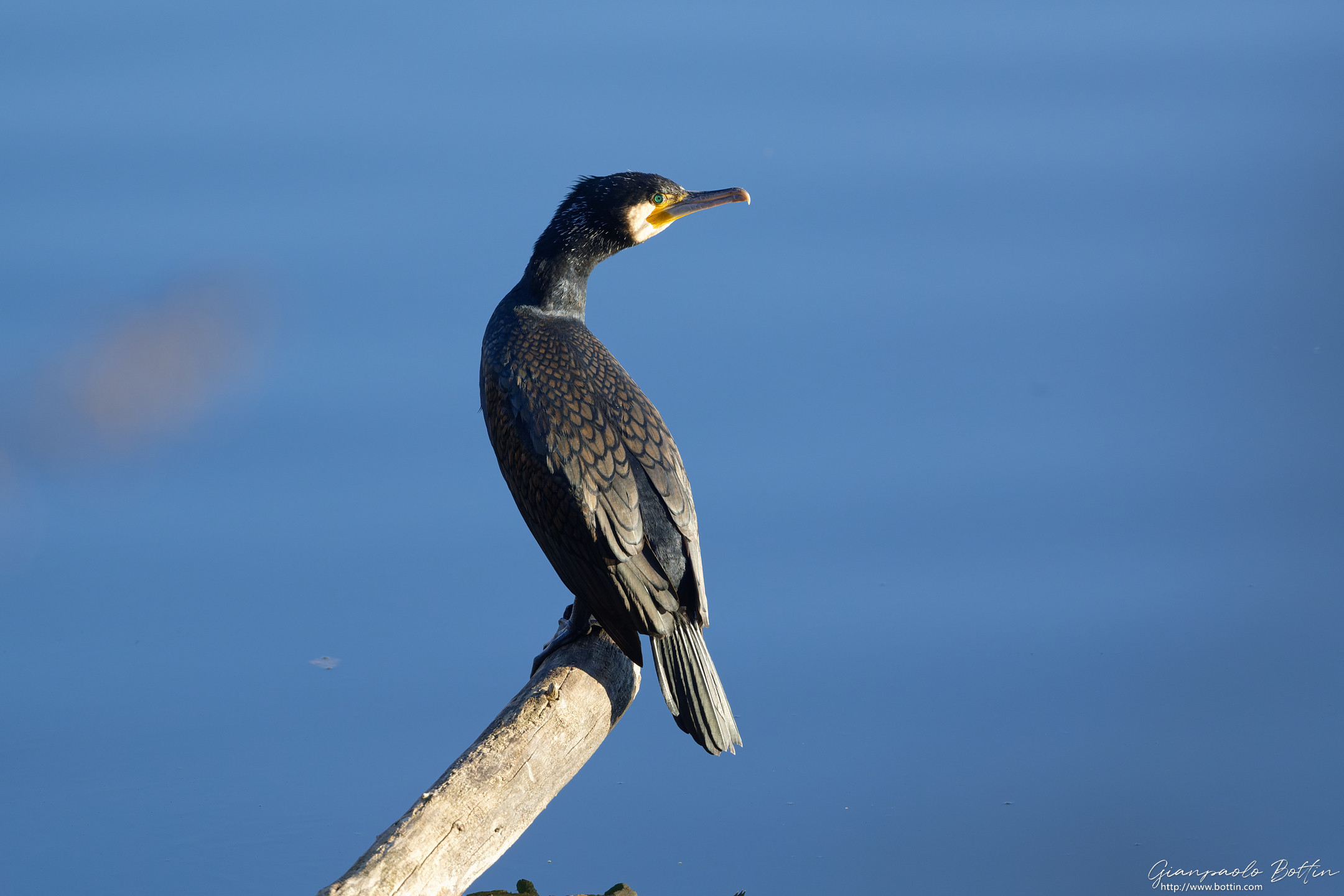 Cormorant