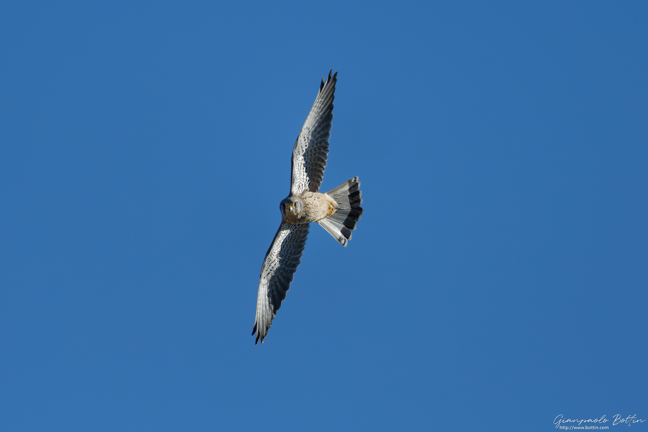 Kestrel