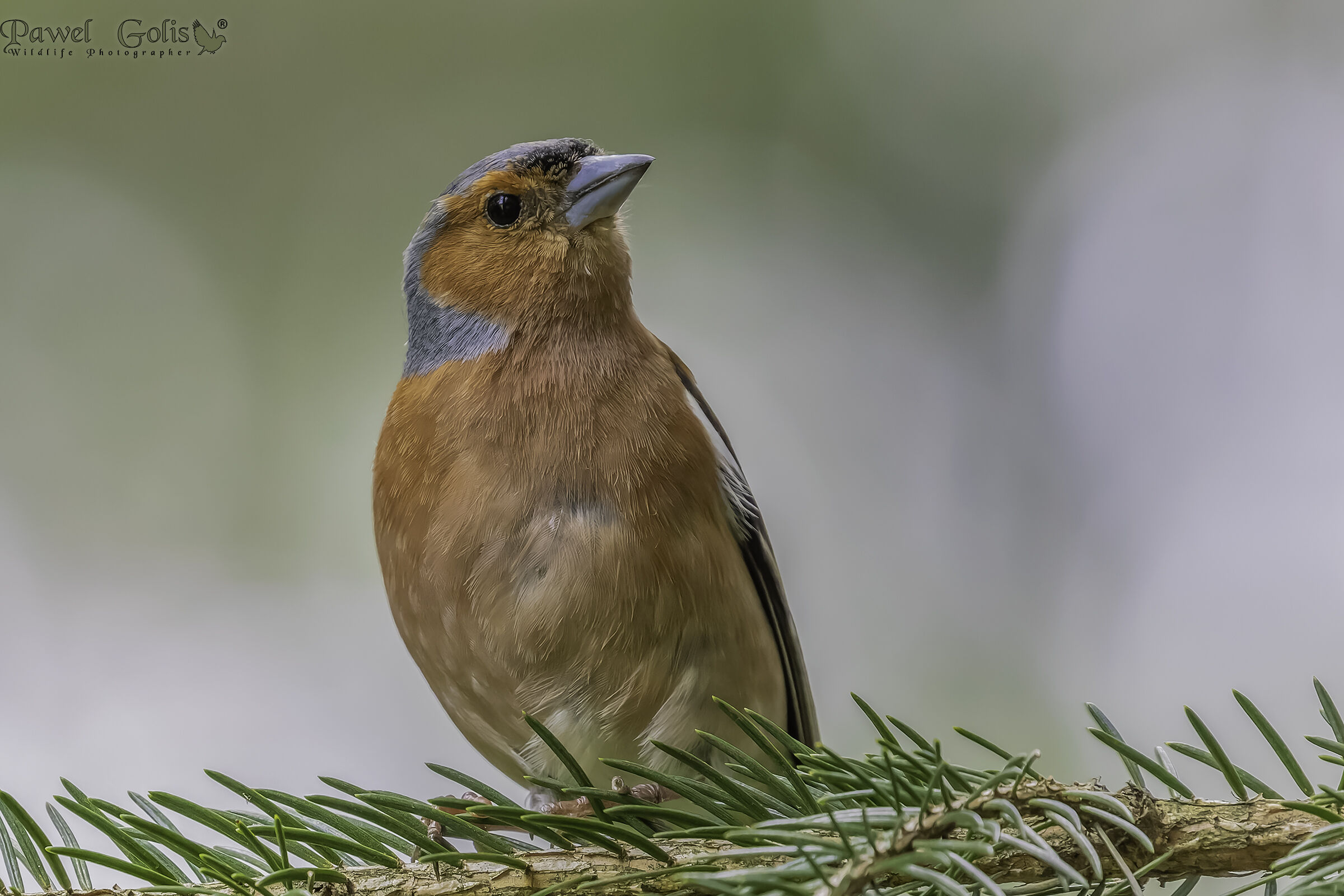 Fringuello comune (Fringilla coelebs)