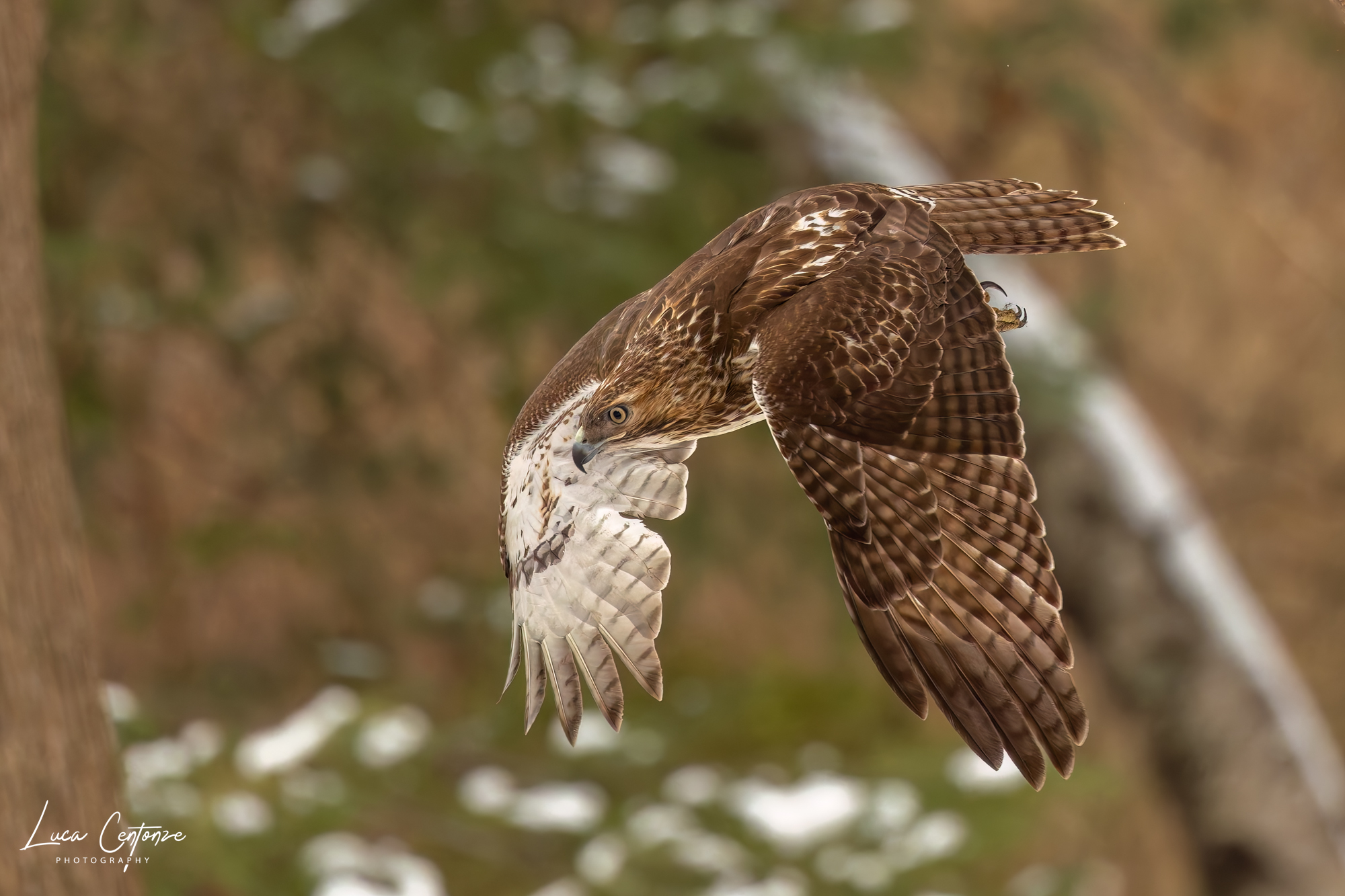The Red-tailed Hawk