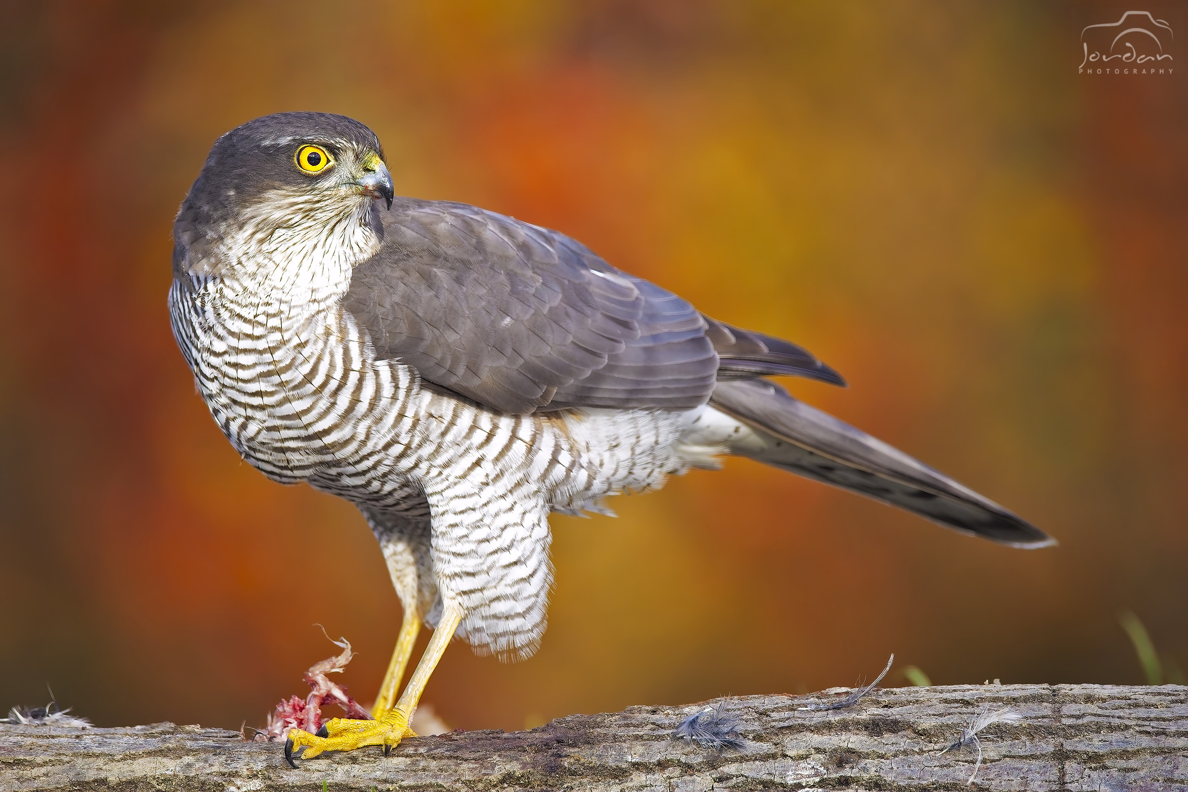 Sparrowhawk