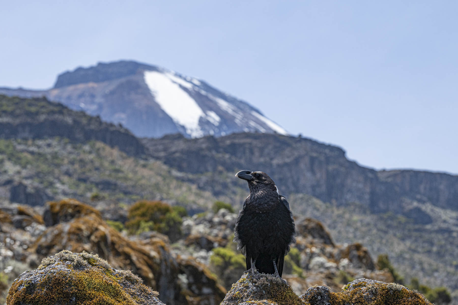 Il corvo del Kilimanjaro
