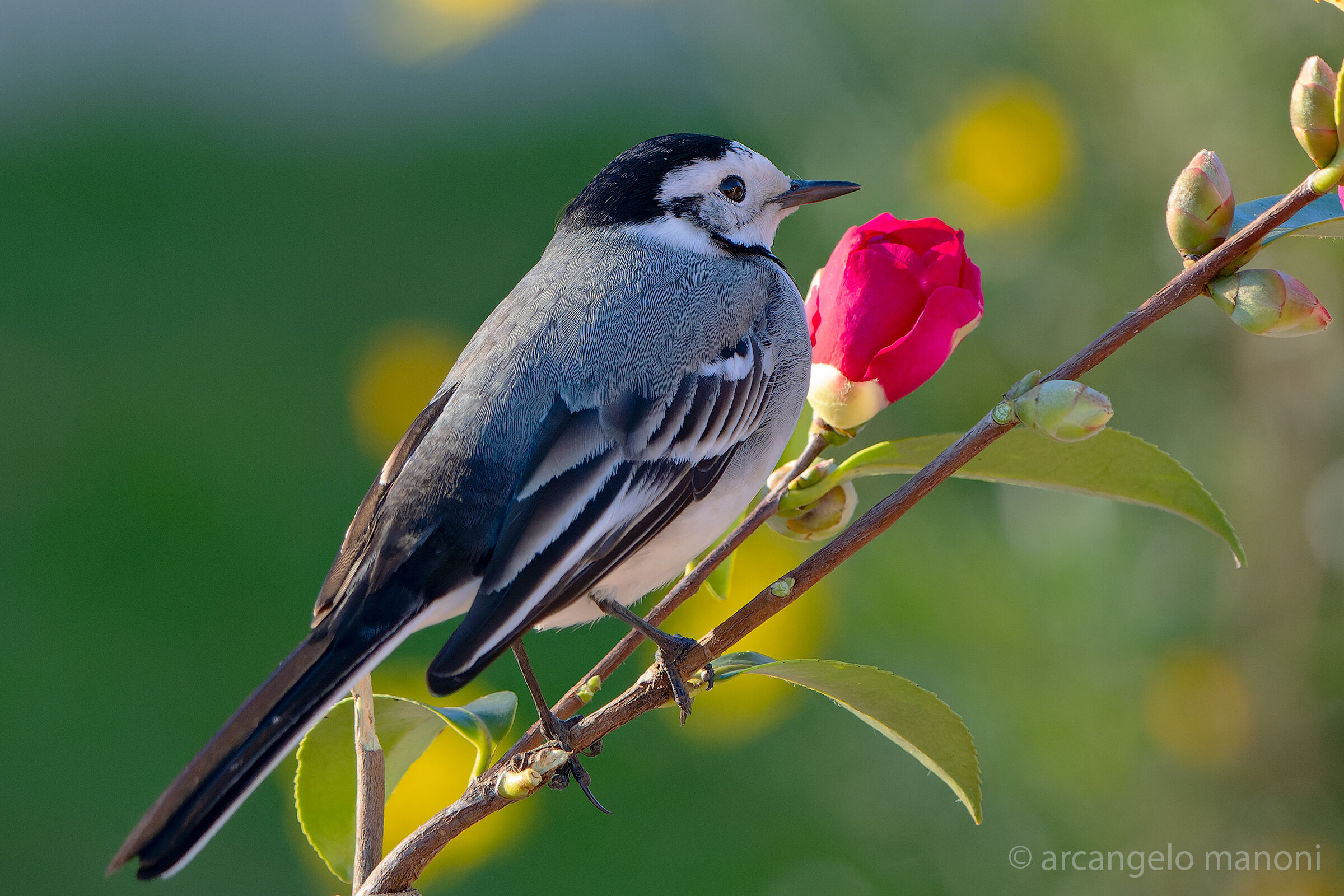 The ballerina among the colors