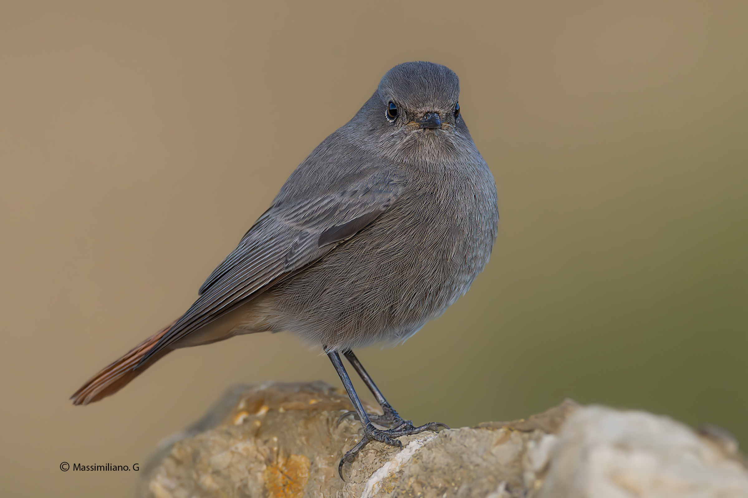 Redstart