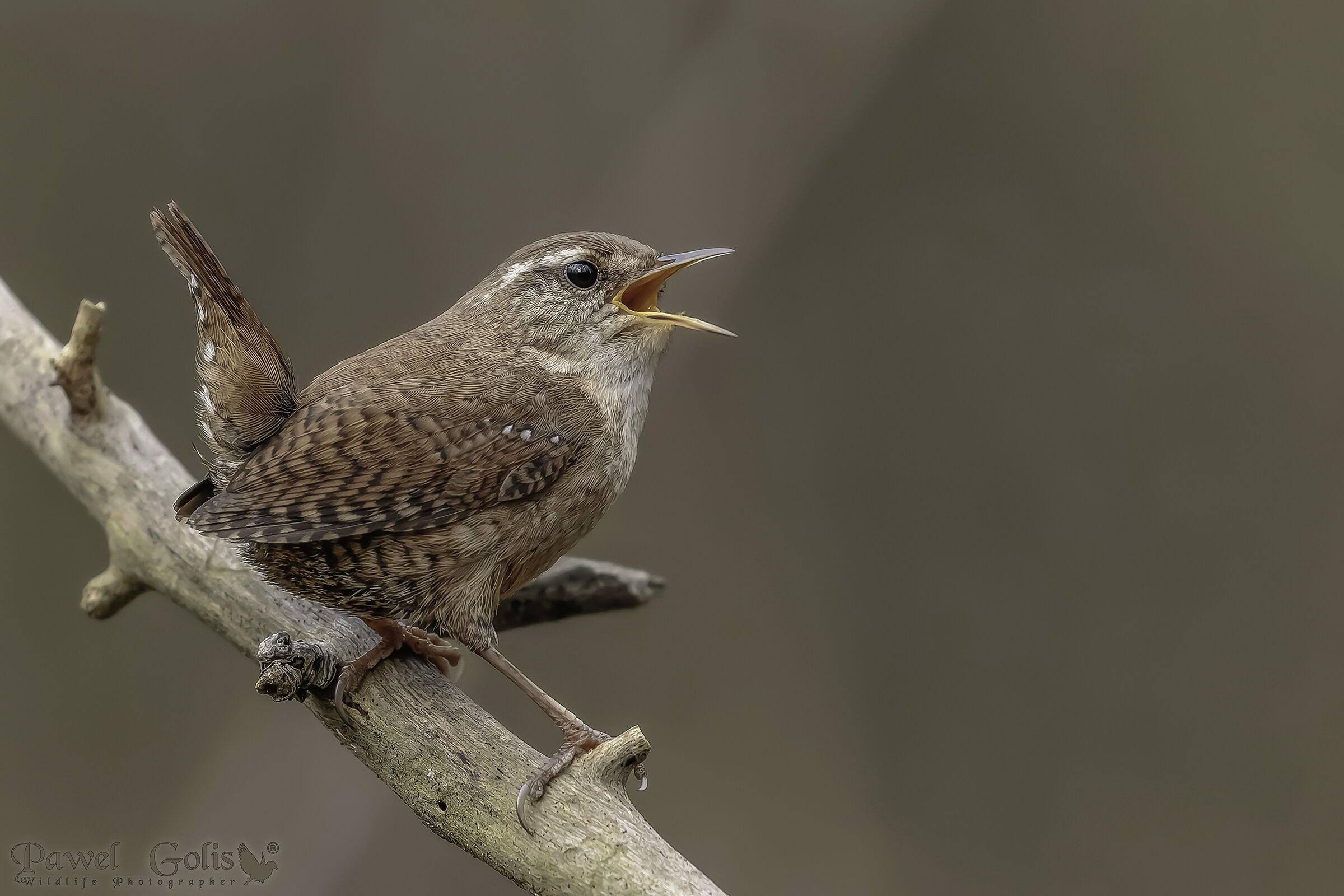 Scricciolo eurasiatico ( Troglodytes troglodytes)